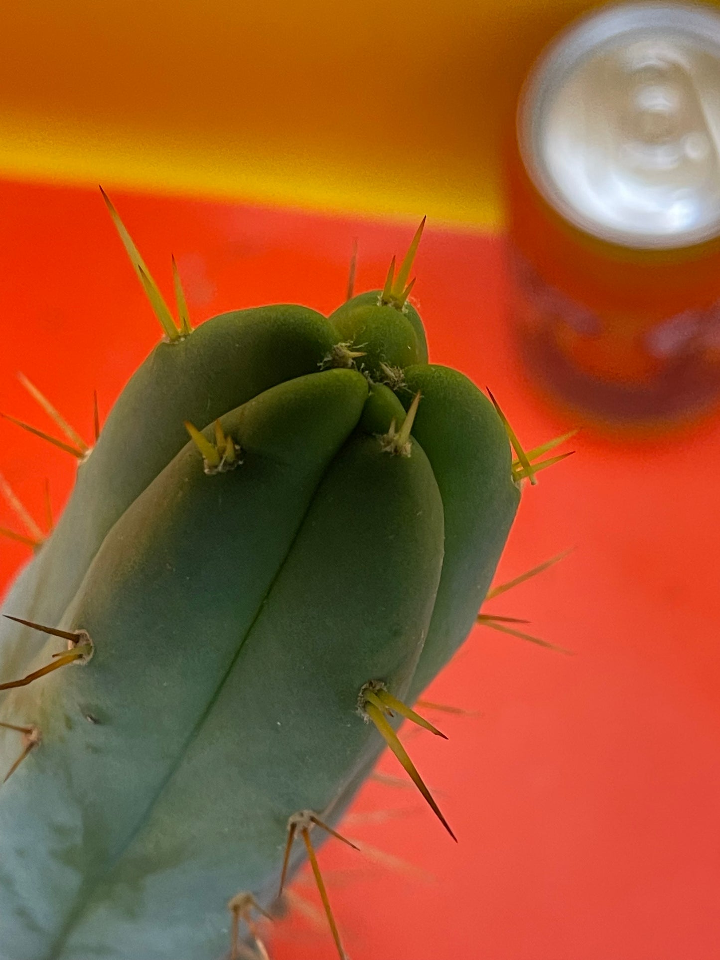 Trichocereus Bridgesii fully rooted