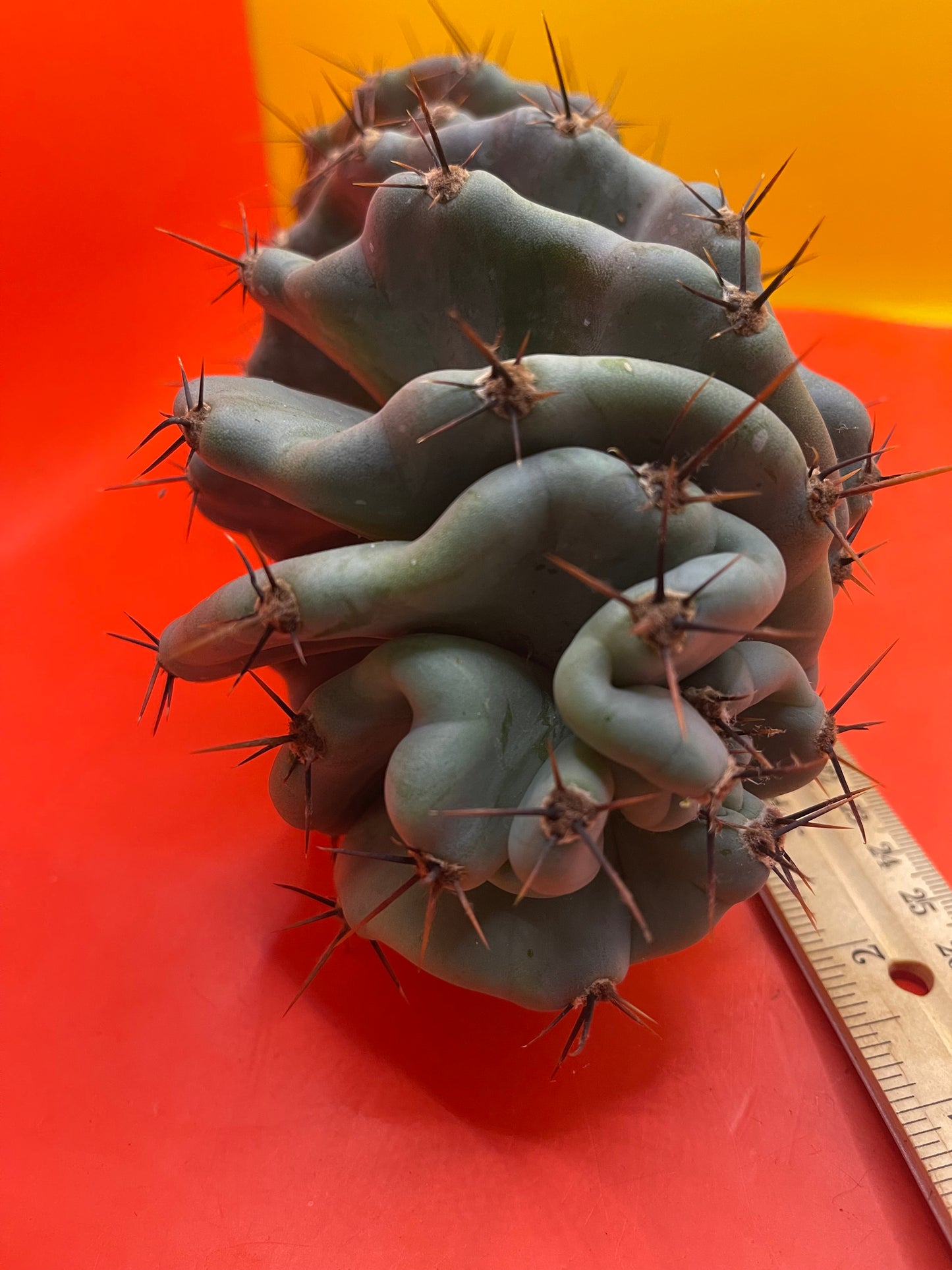 SPIRAL π CACTUS π΅!!!