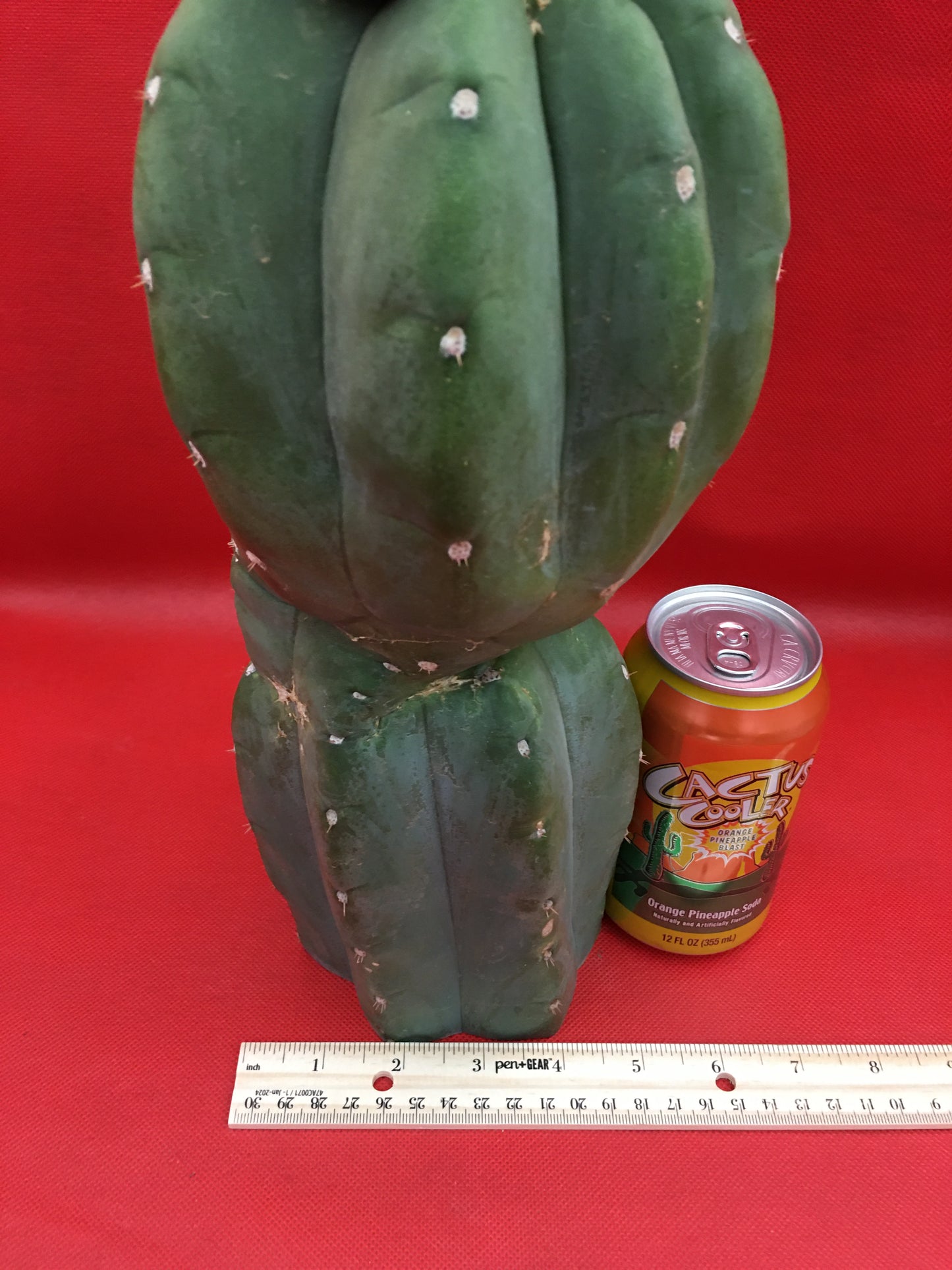 HUGE CAHUILLA Dicot , double header !