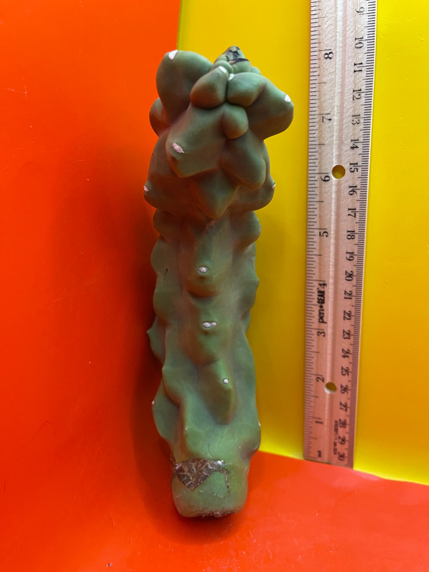 Spineless totem cactus
