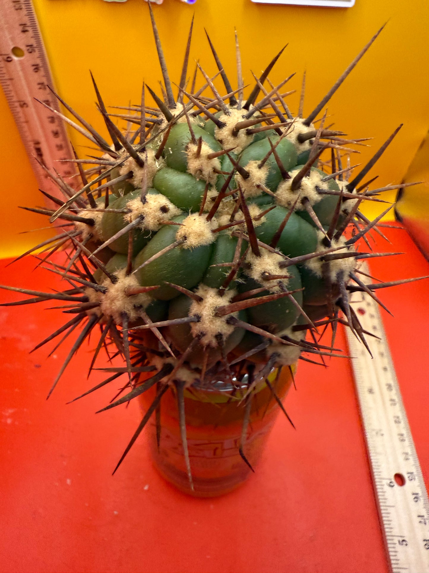 Exact cactus - Trichocereus Tacaquirensis