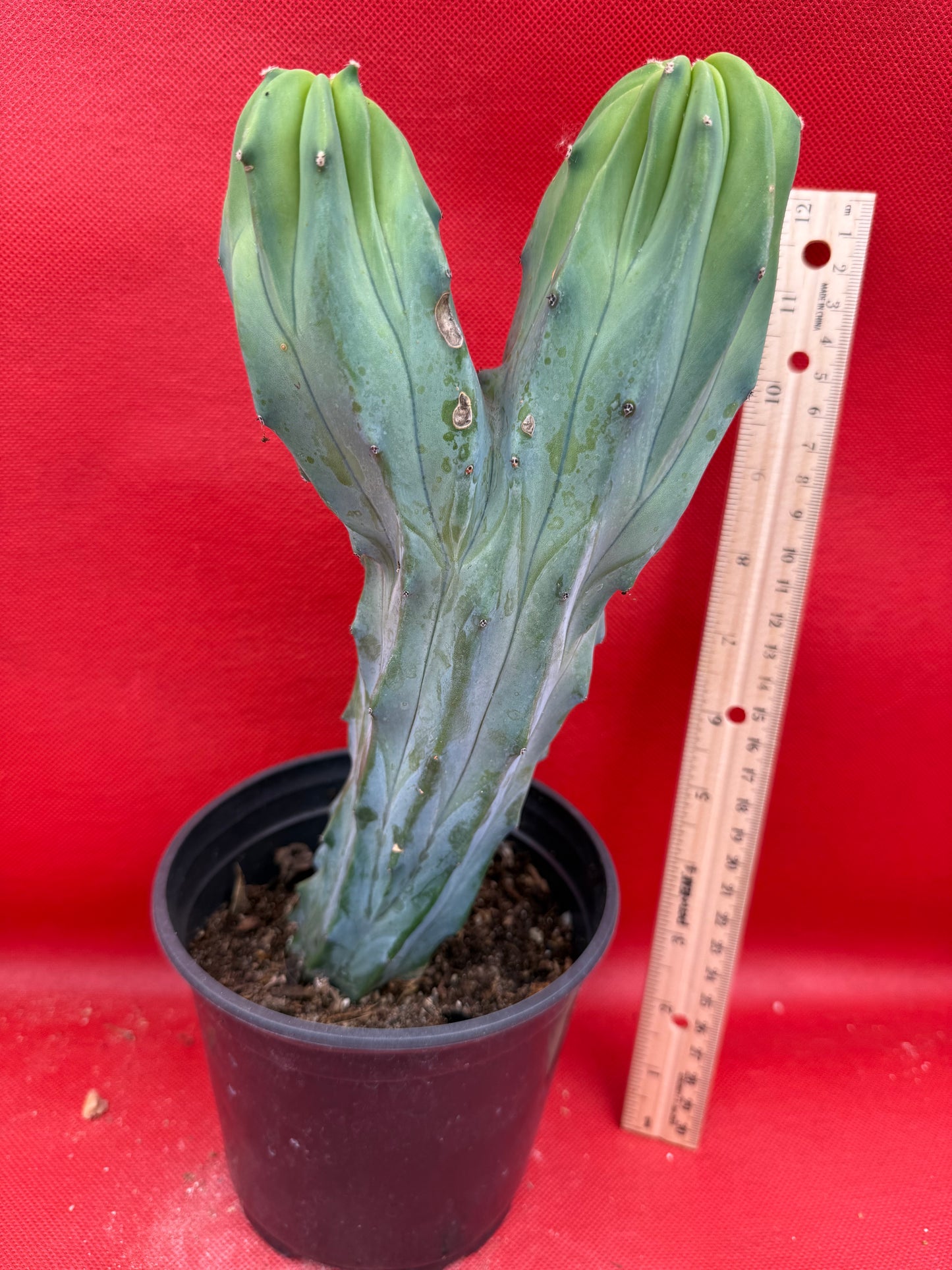 Dicot cresting Myrtillocactus!