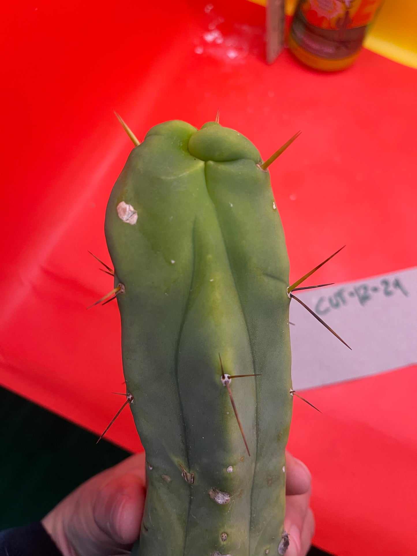 Trichocereus Bridgesii