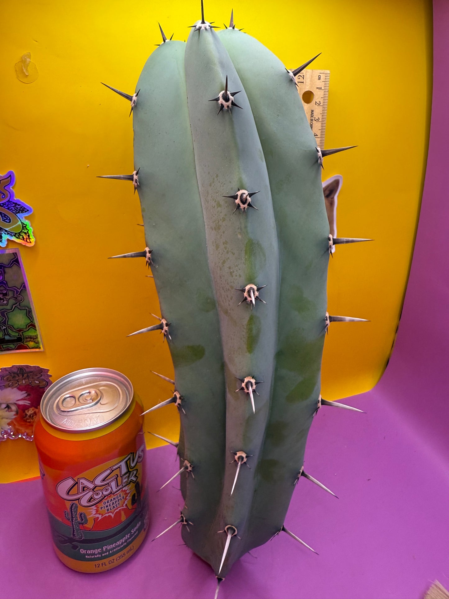 Myrtillocactus geometrizans