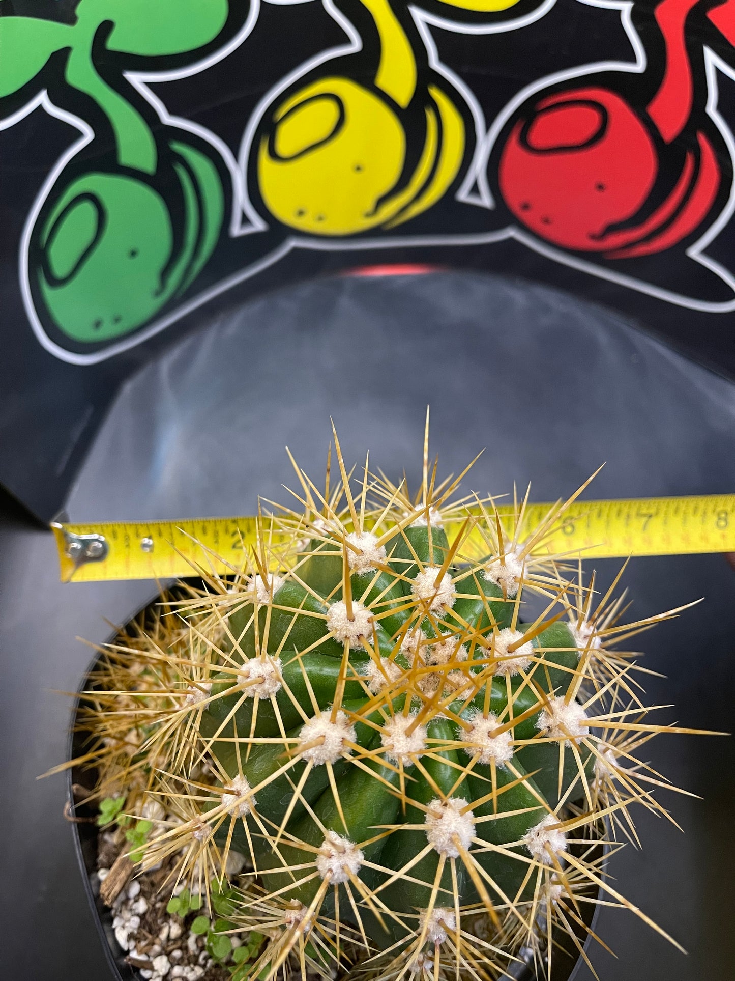 Trichocereus Terscheckii !With 5 branching pups !! Comes in a 6” wide pot