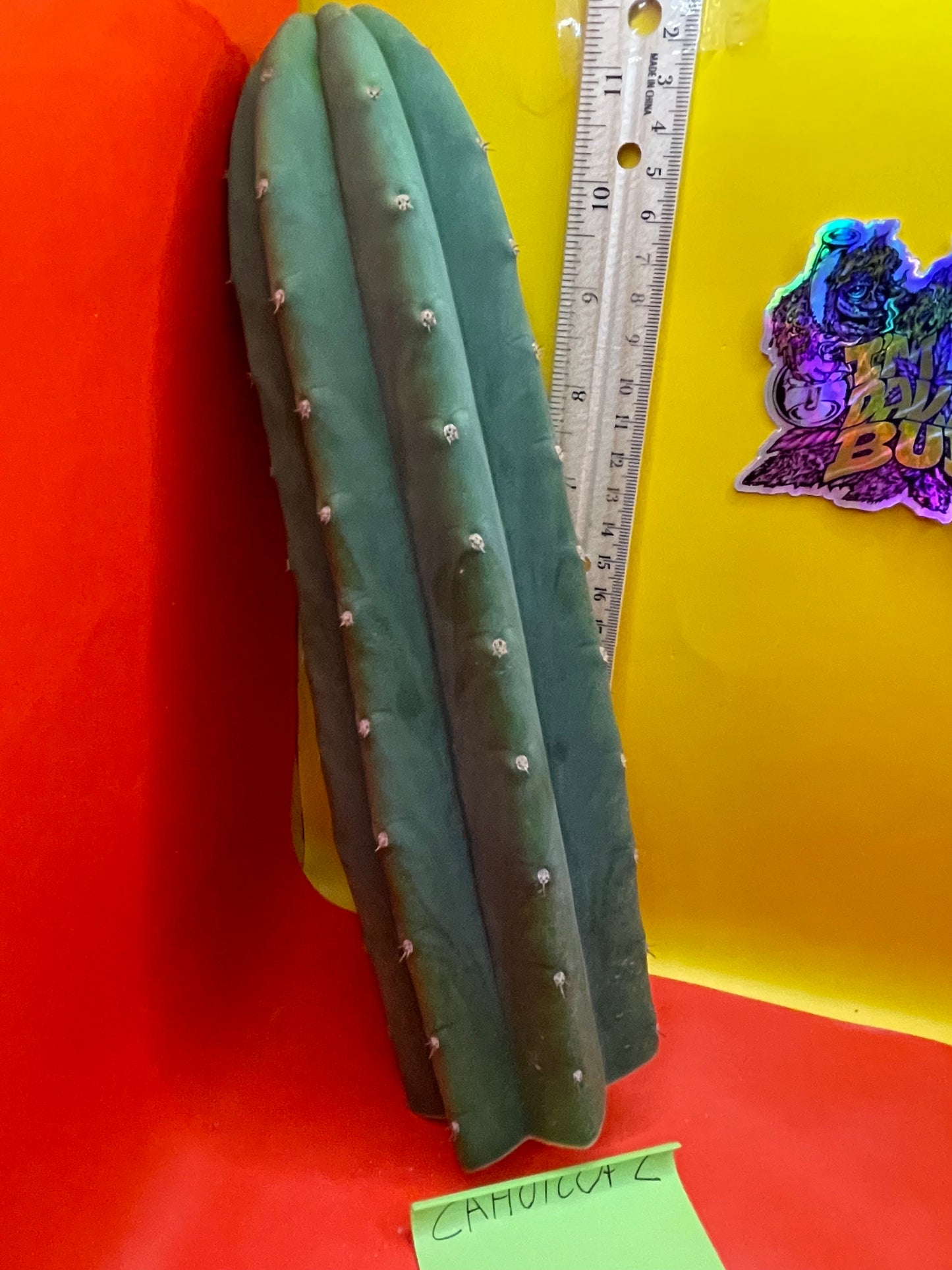 Cahuilla Cactus