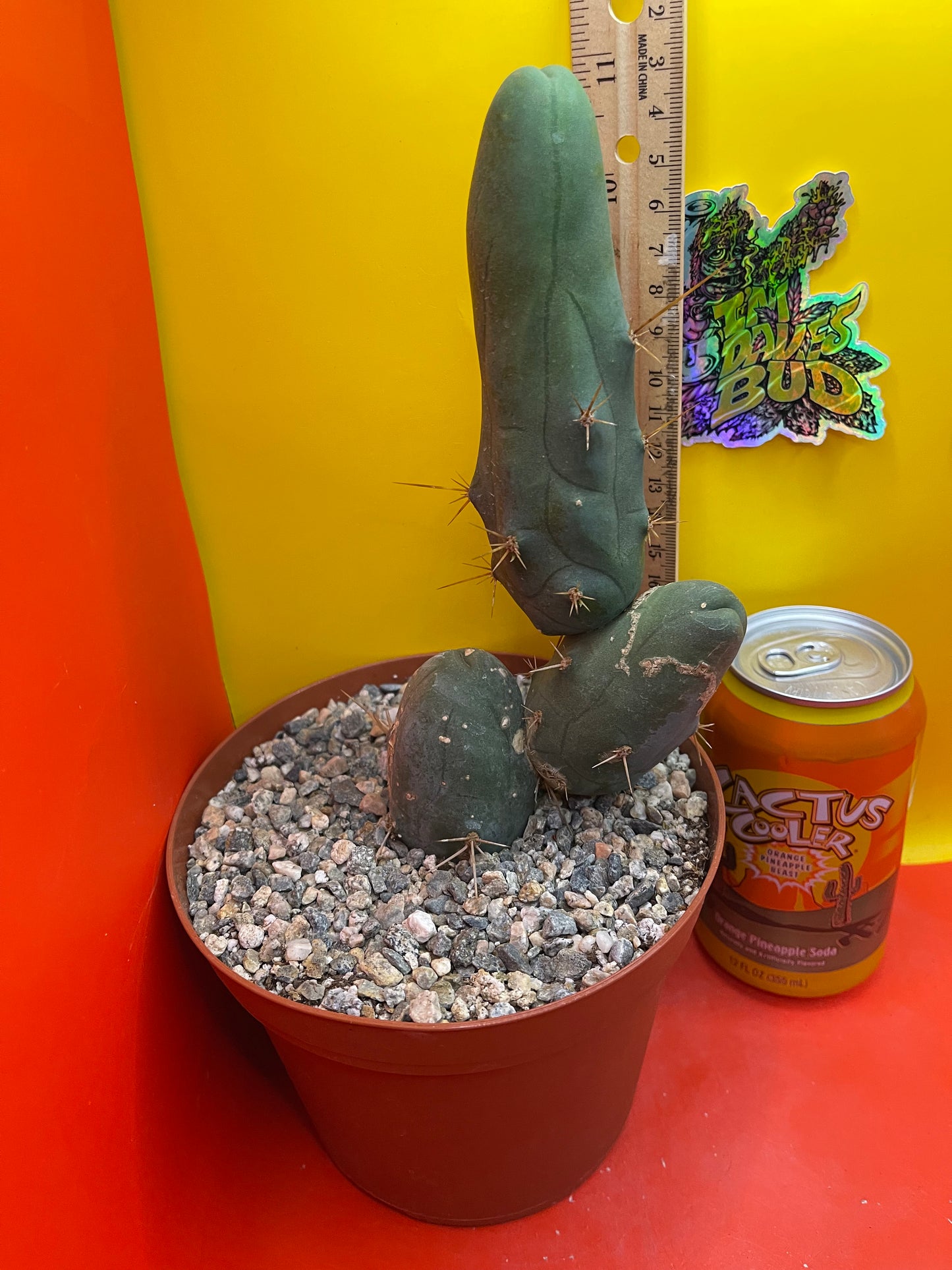 TBM-b - ships in pot - exact cactus -