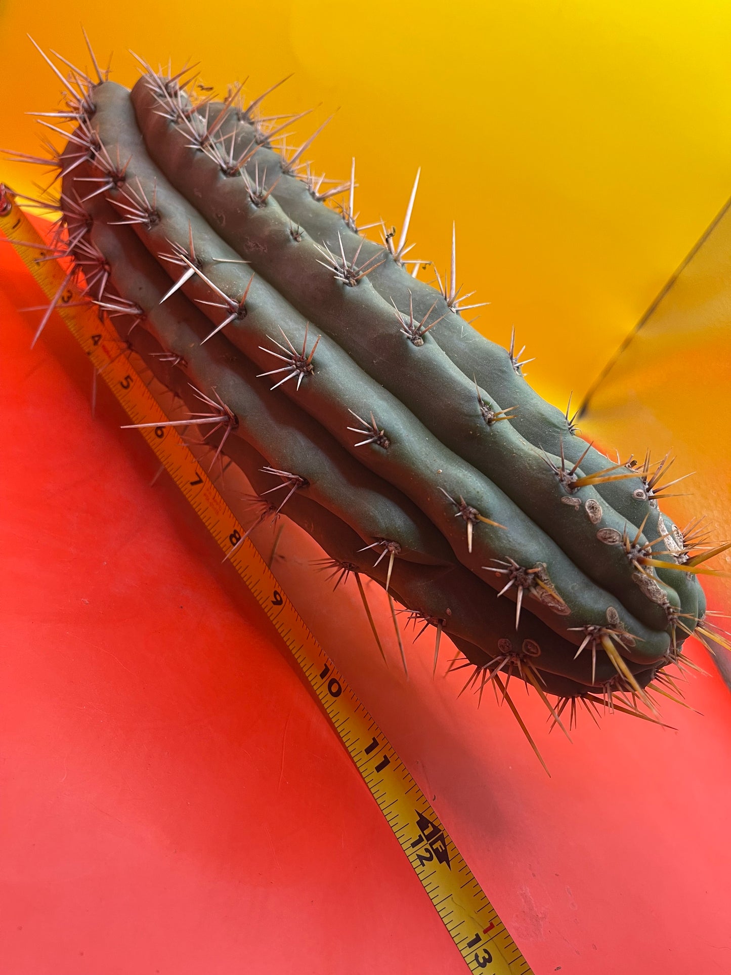 Trichocereus Puquiensis - cv “Linda”