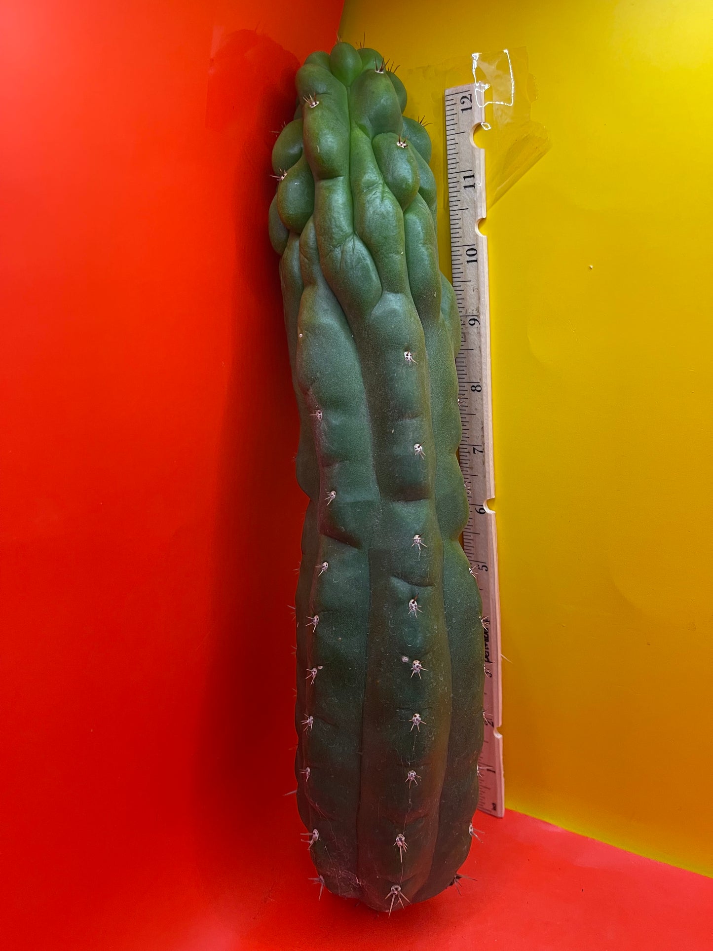 Monstrose San Pedro cactus - TPM !
