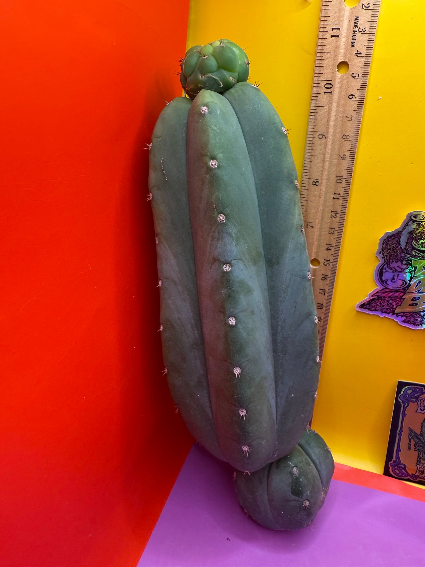 Cahuilla !