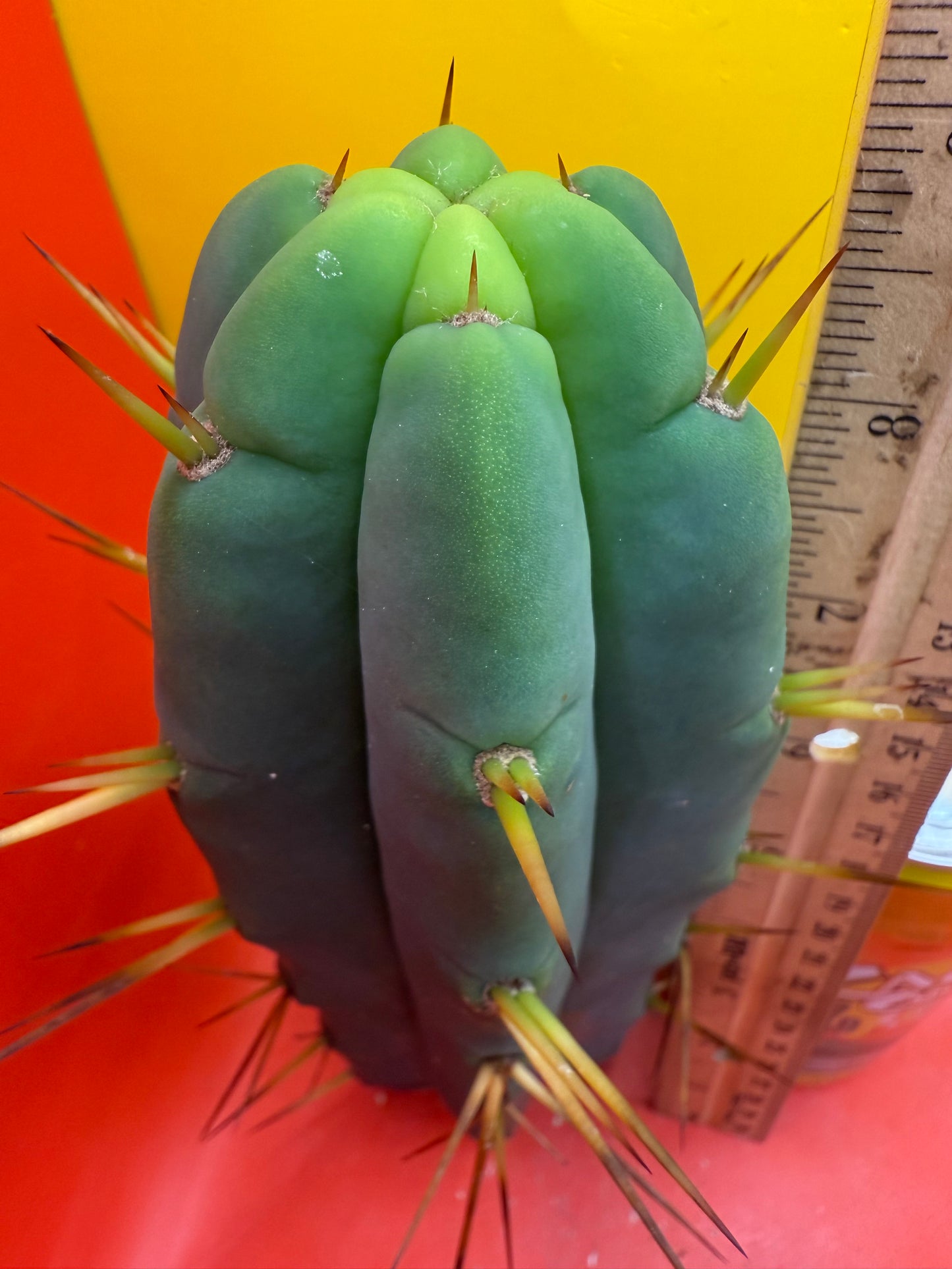 TRICHOCEREUS BRIDGESII!!