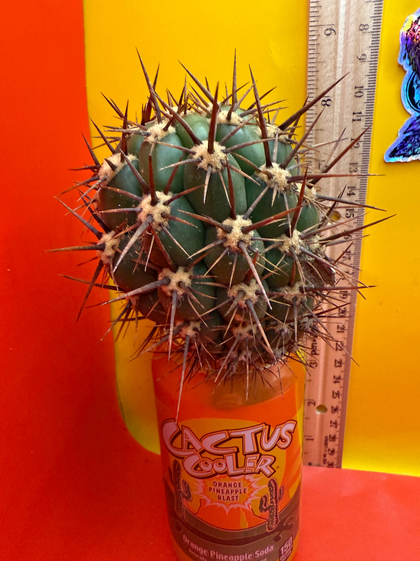 Exact cactus - Trichocereus Tacaquirensis