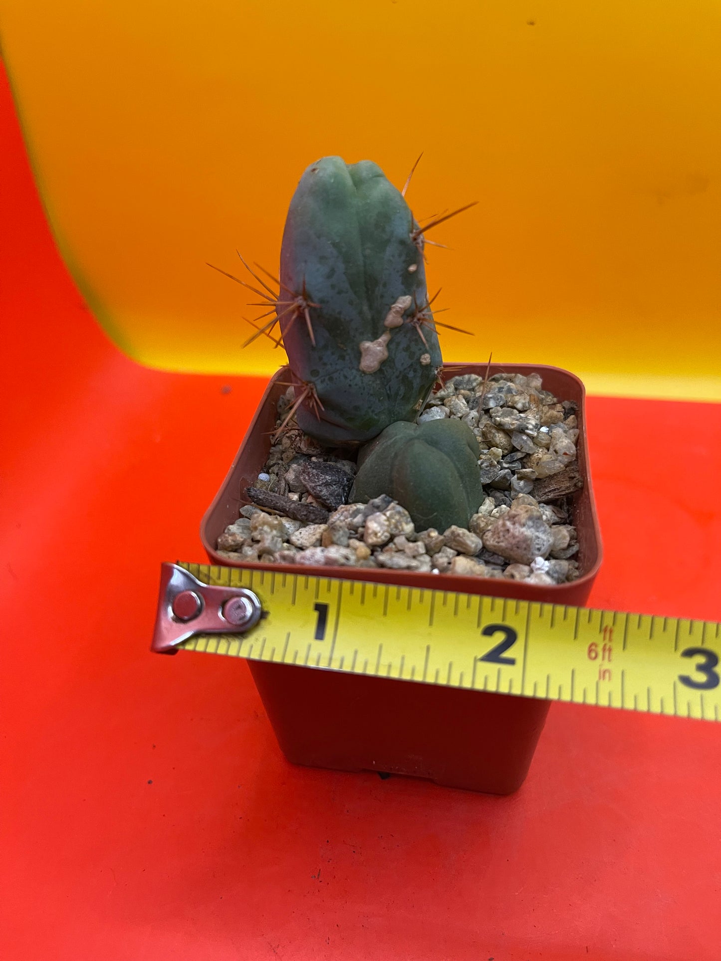 Small CACTUS in 2” pot