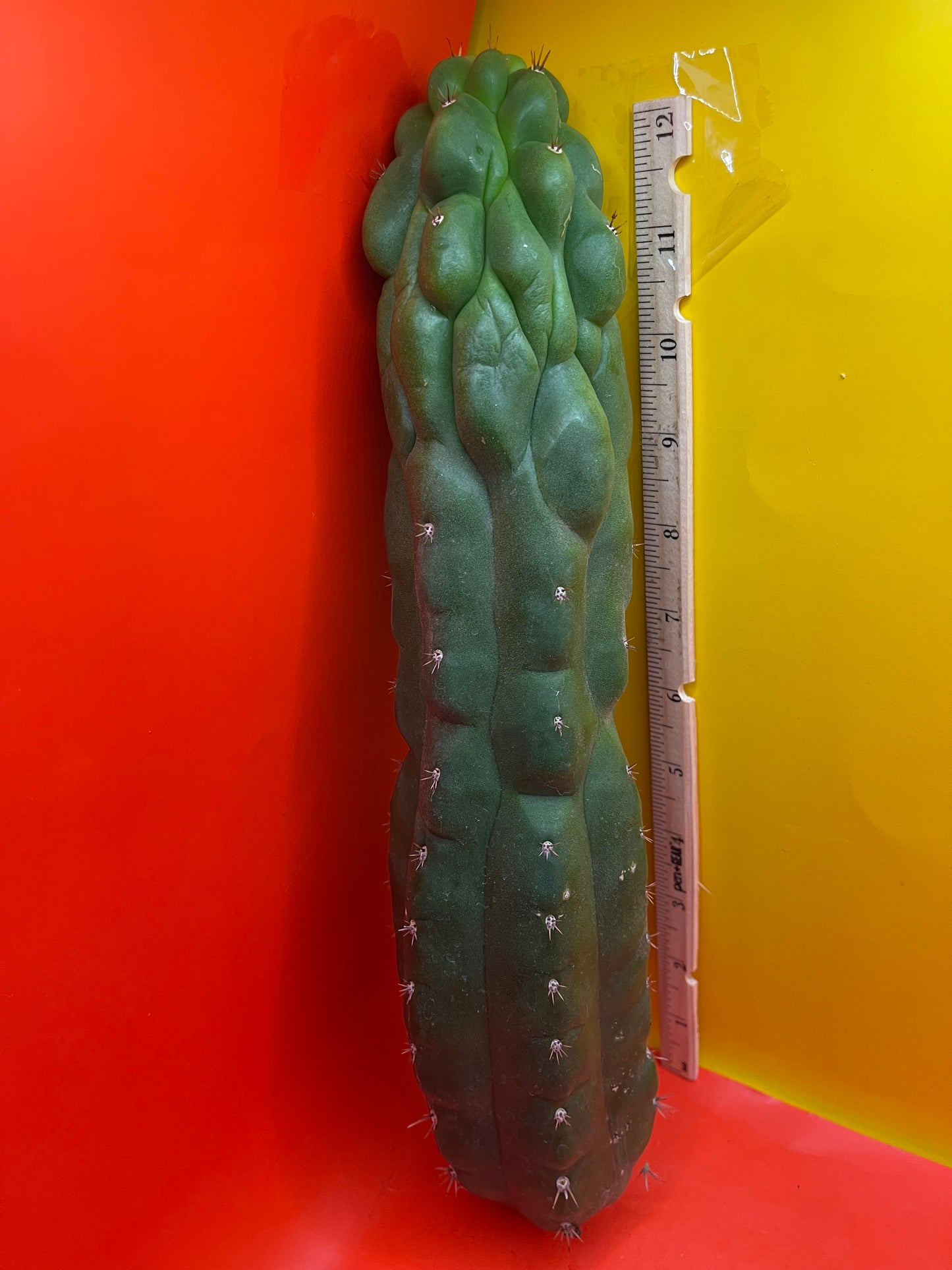 Monstrose San Pedro cactus - TPM !