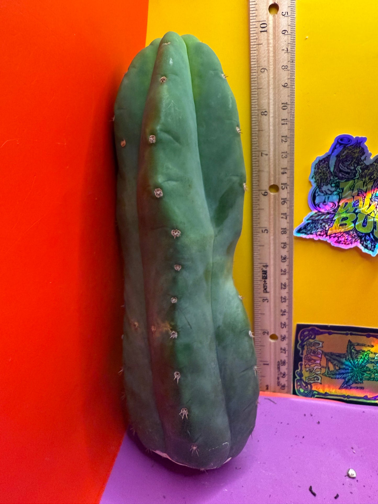Cahuilla !!