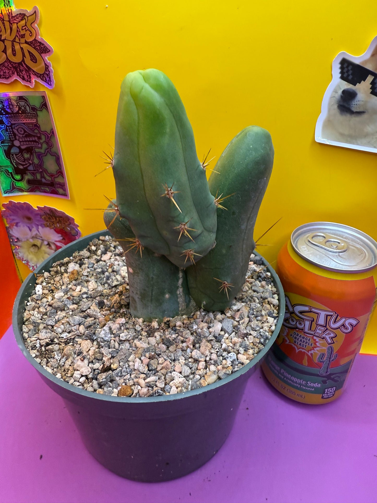 Tbm in 6” inch wide pot- exact cactus pictured!