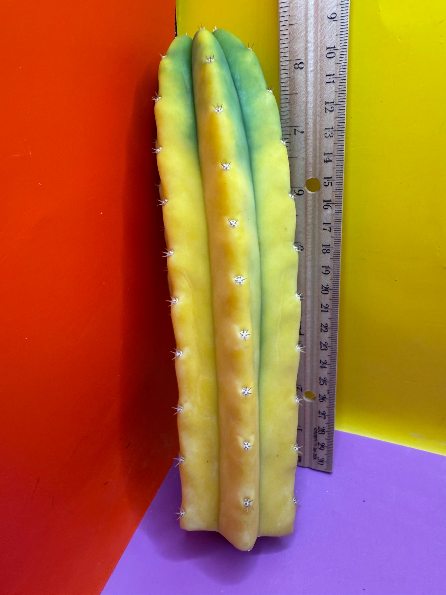 Banana San Pedro Cactus !