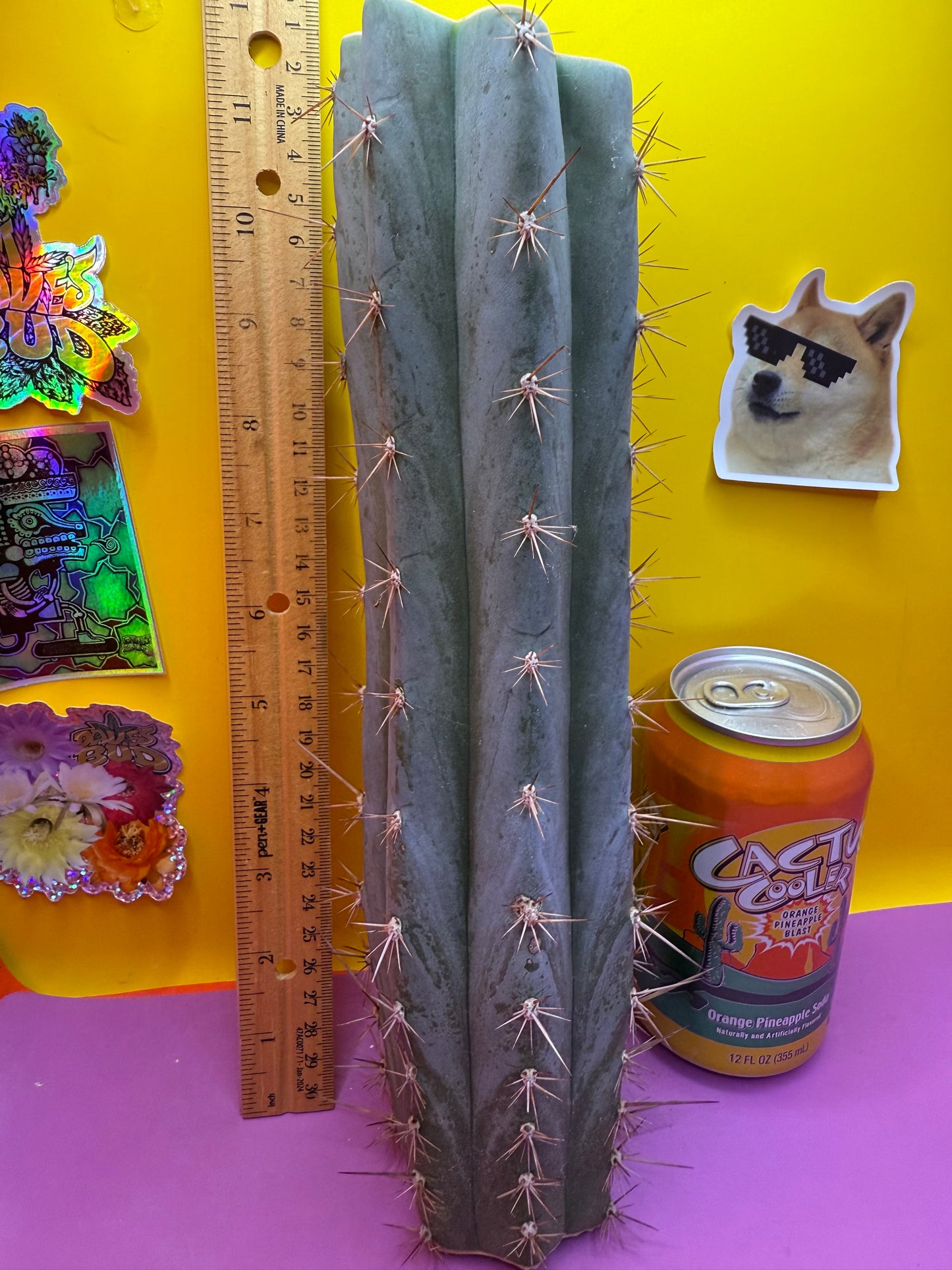 Sharxx Blue O.p. , this exact mid section cactus cutting