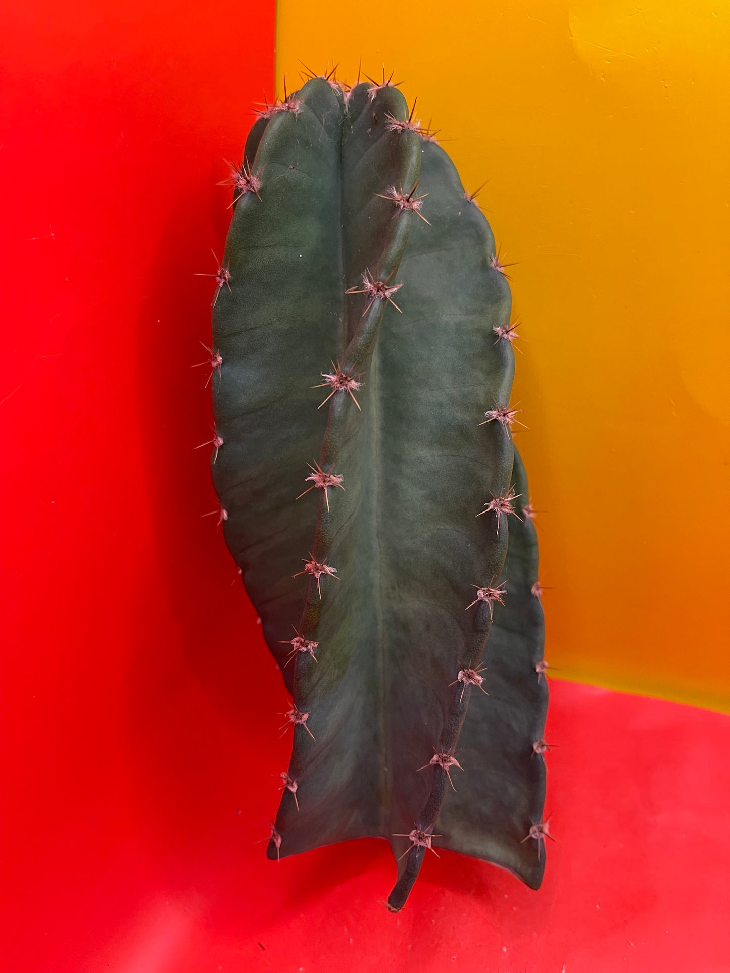 Spiral cactus