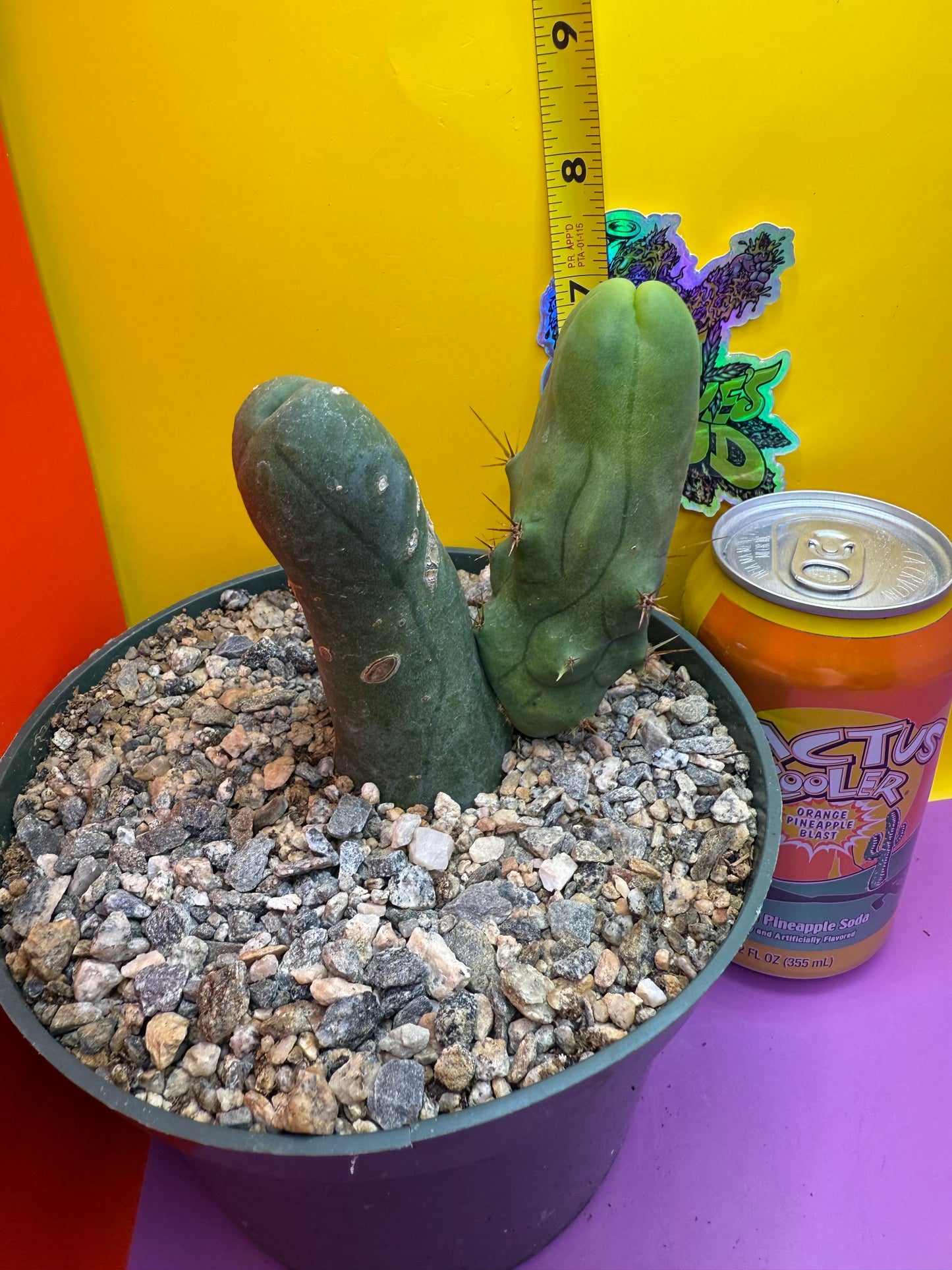 TBM cactus !!