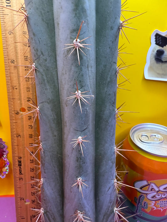 Sharxx Blue O.p. , this exact mid section cactus cutting