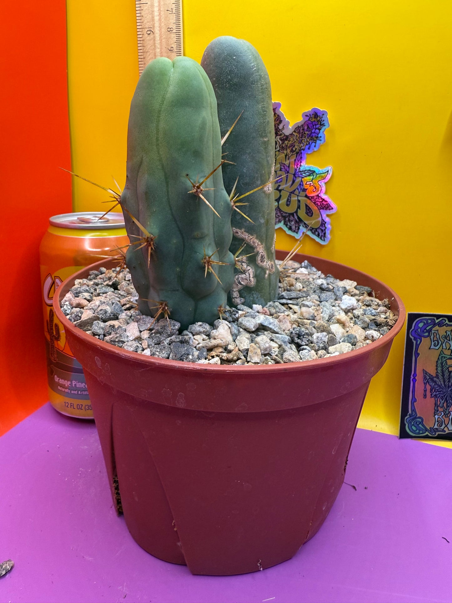 Strangely long TBM-B. cactus for sale - this exact potted cactus