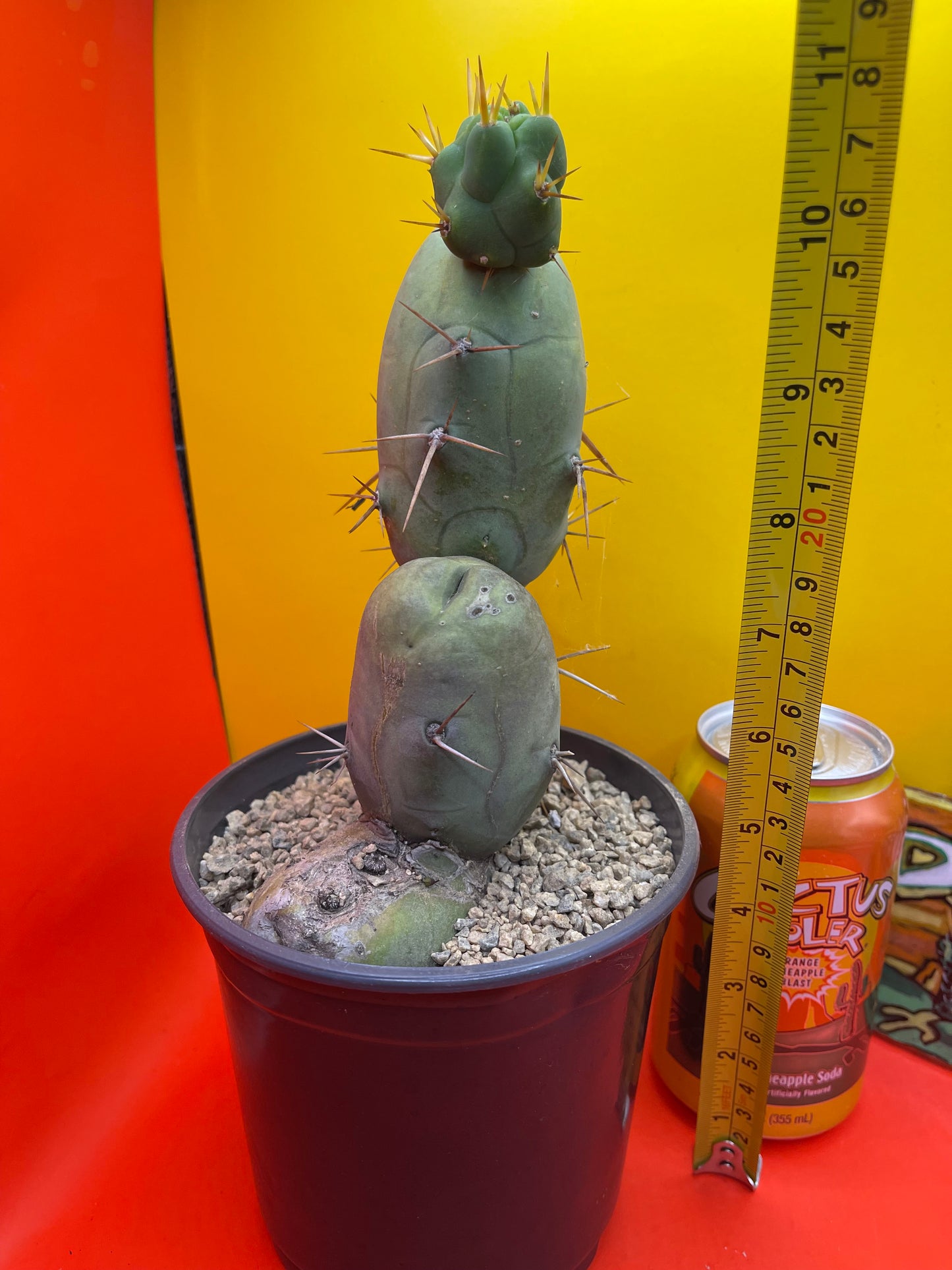 TBM !! 🌵😵💫type of SanPedro cactus