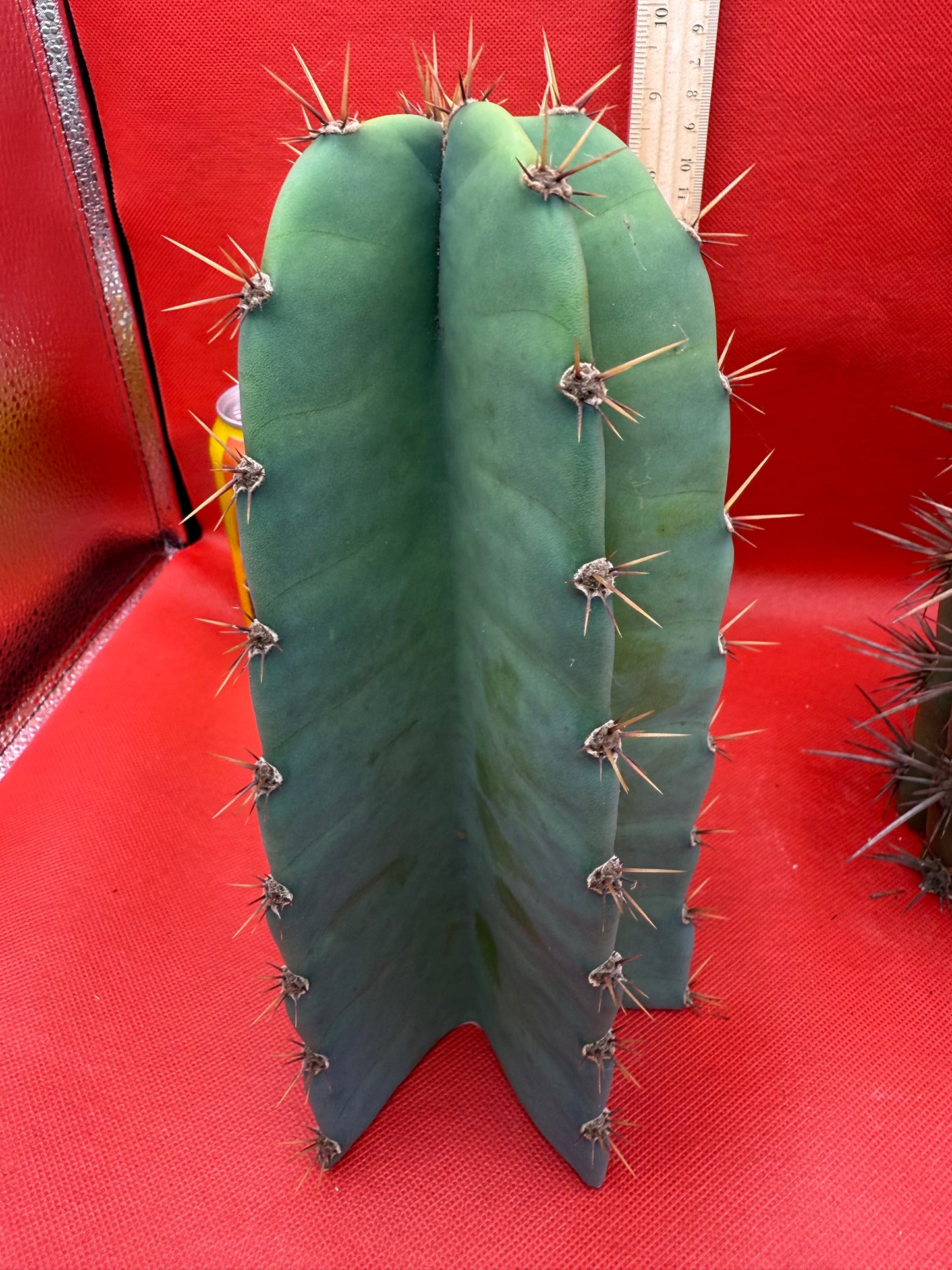 Cereus peruvianus