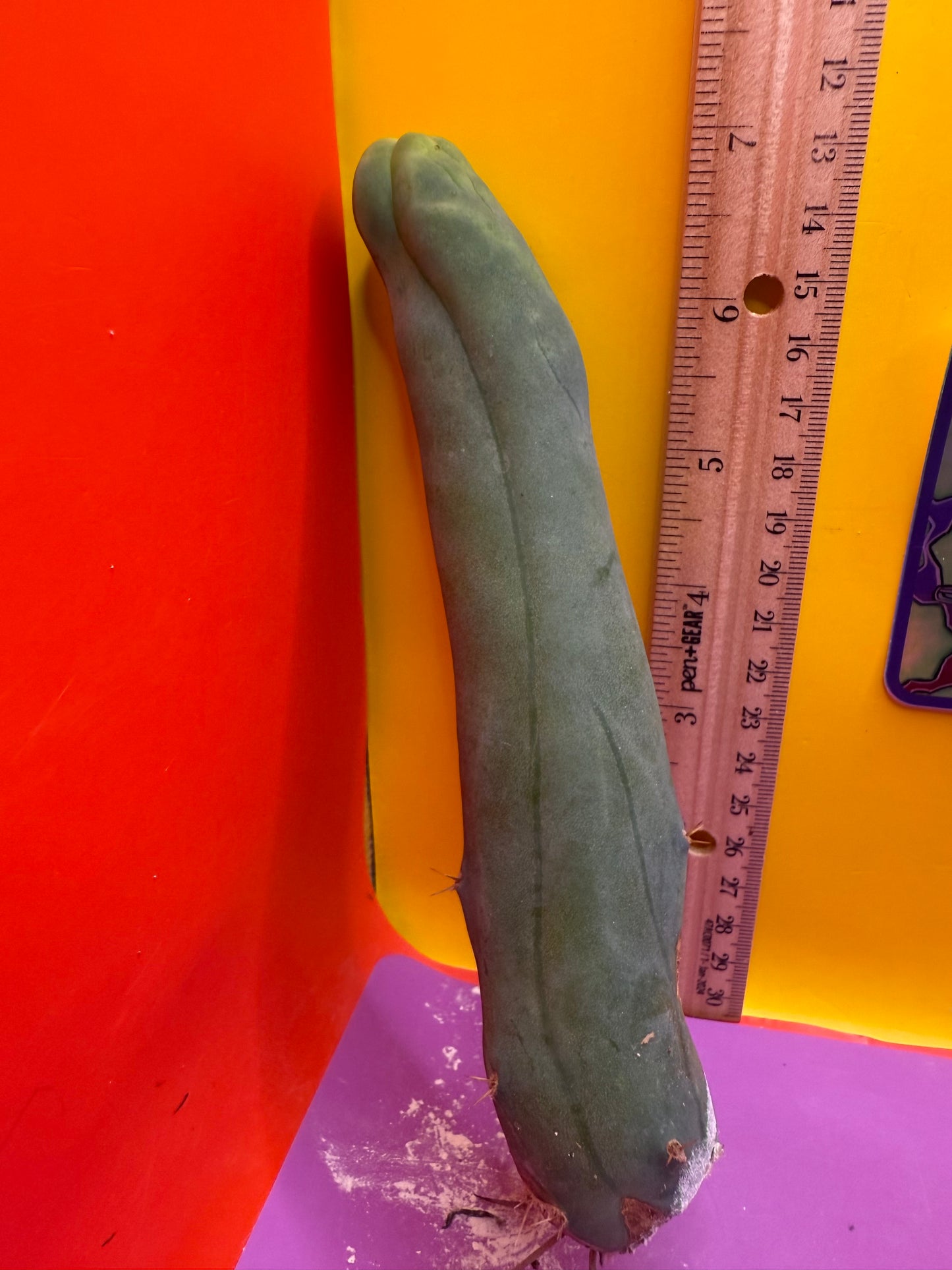 TBM-A LONG FORM CACTUS