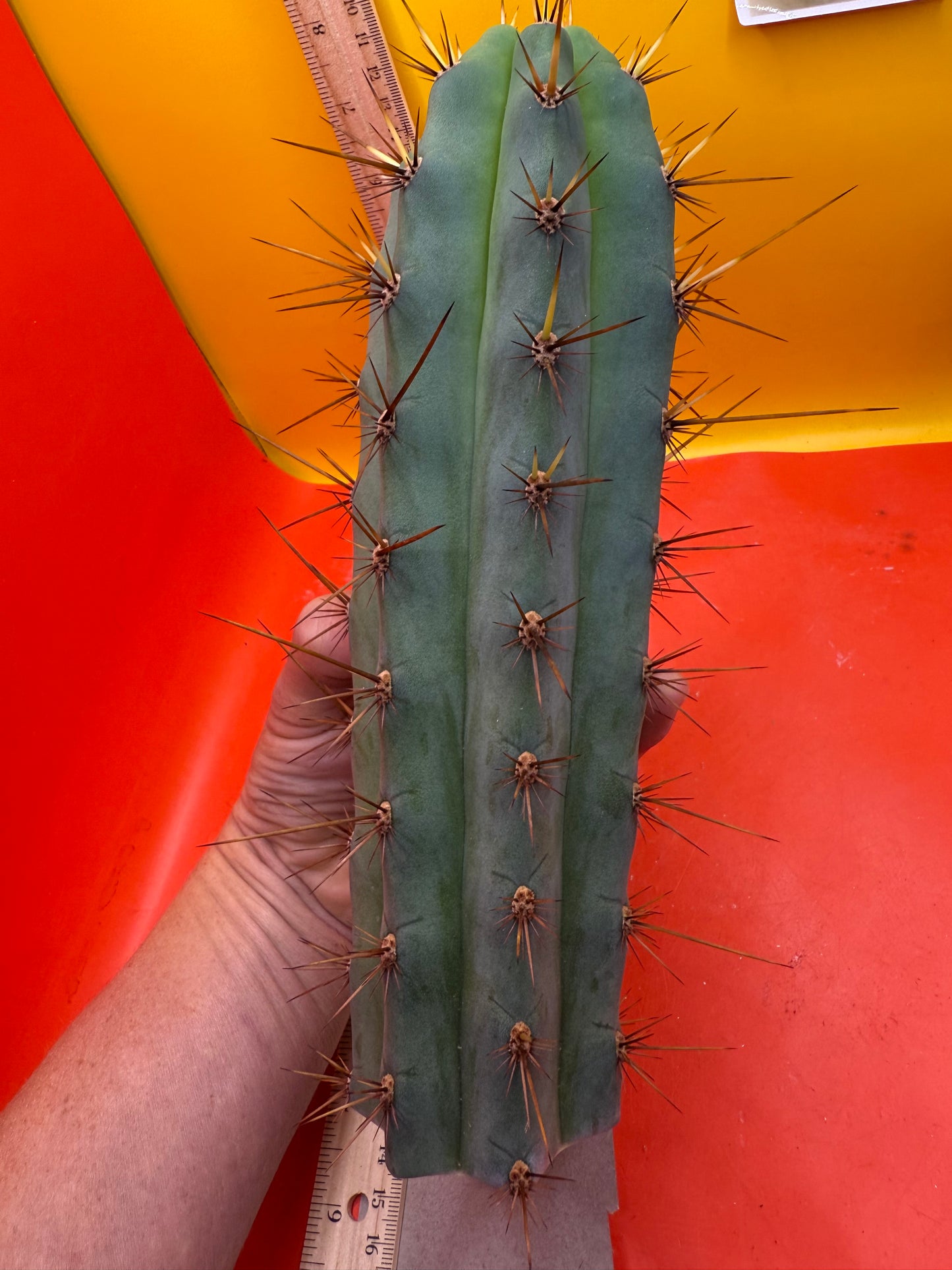 CUZCO !! Cuzcoensis