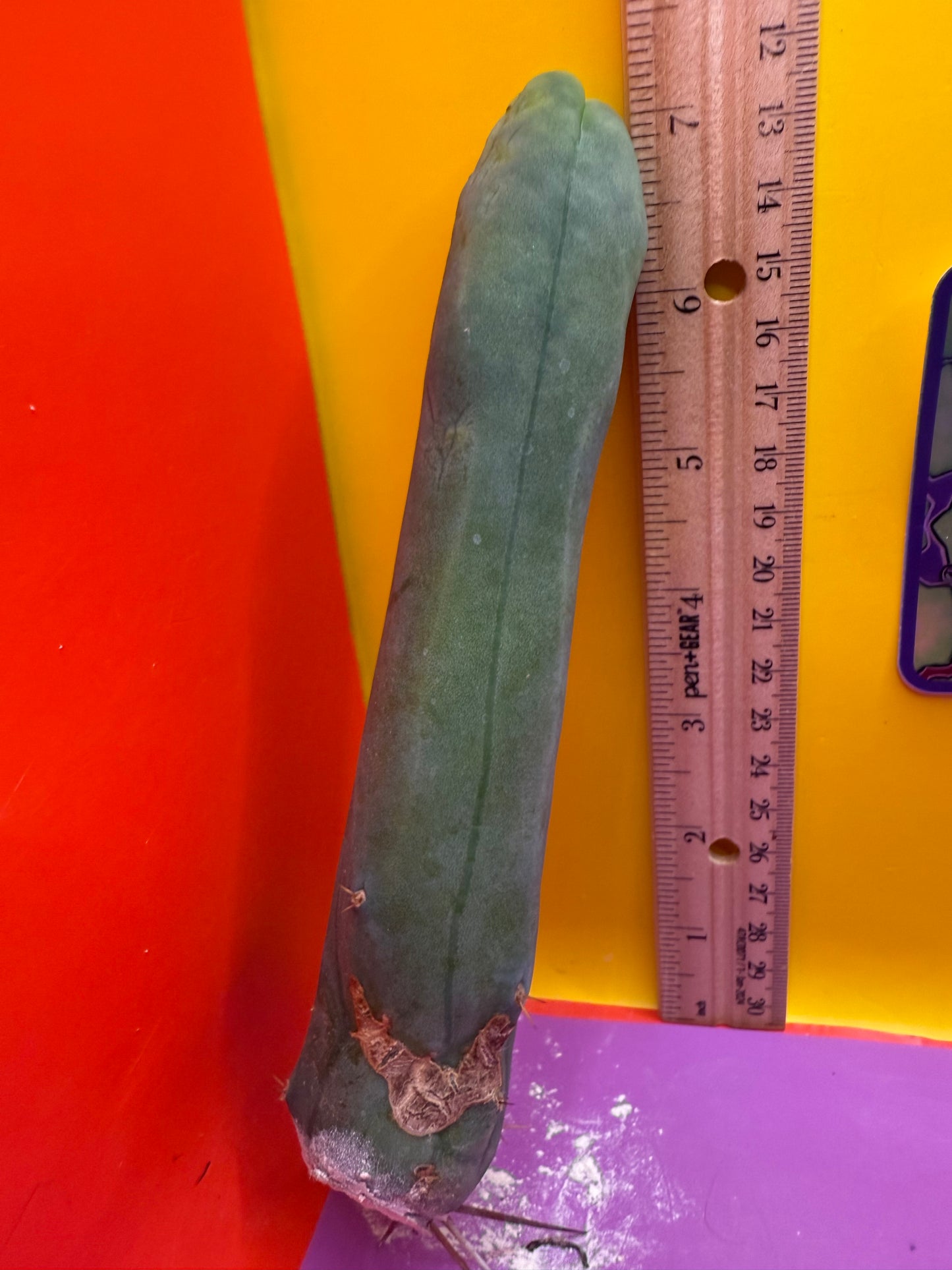TBM-A LONG FORM CACTUS