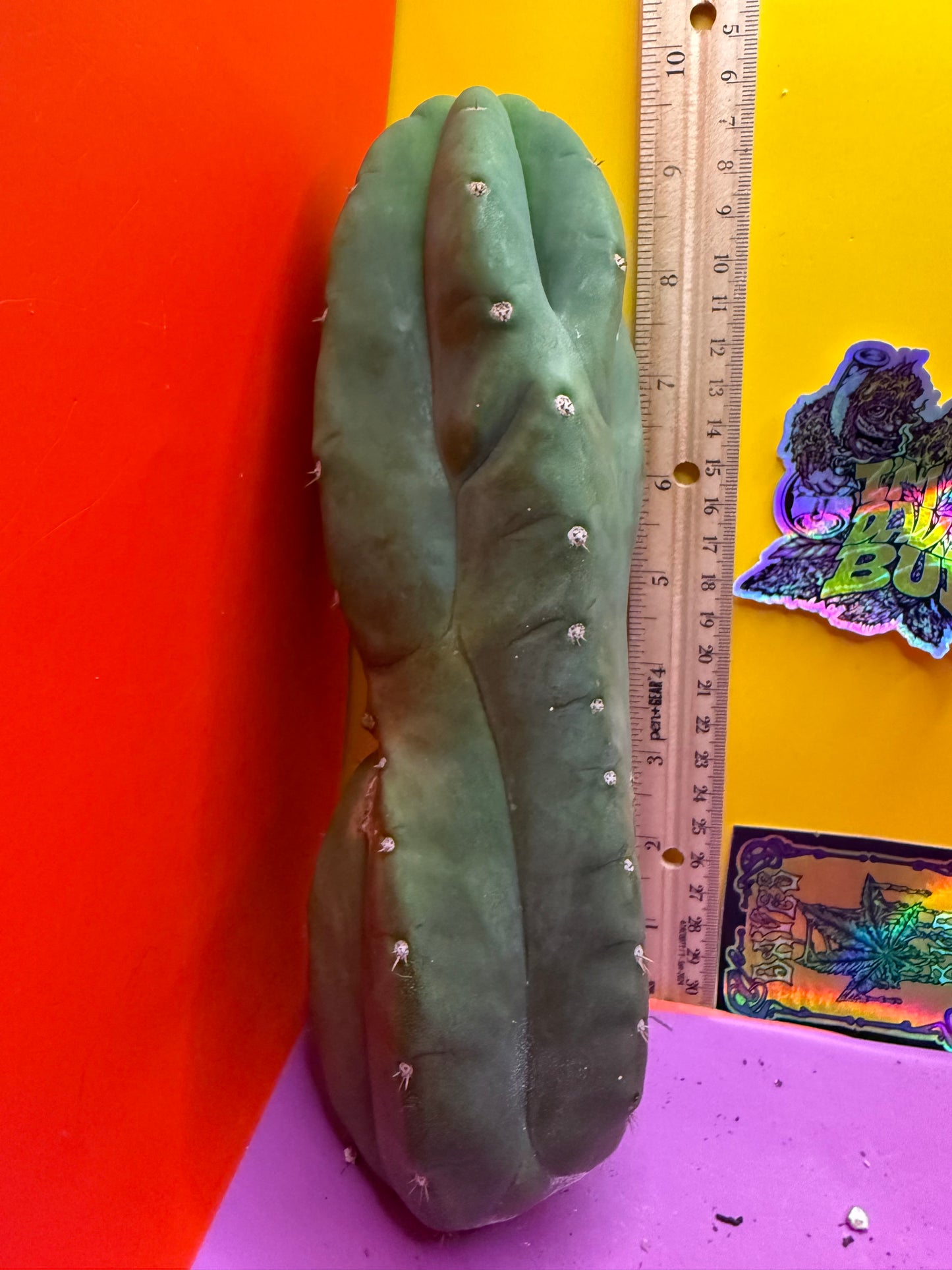 Cahuilla !!