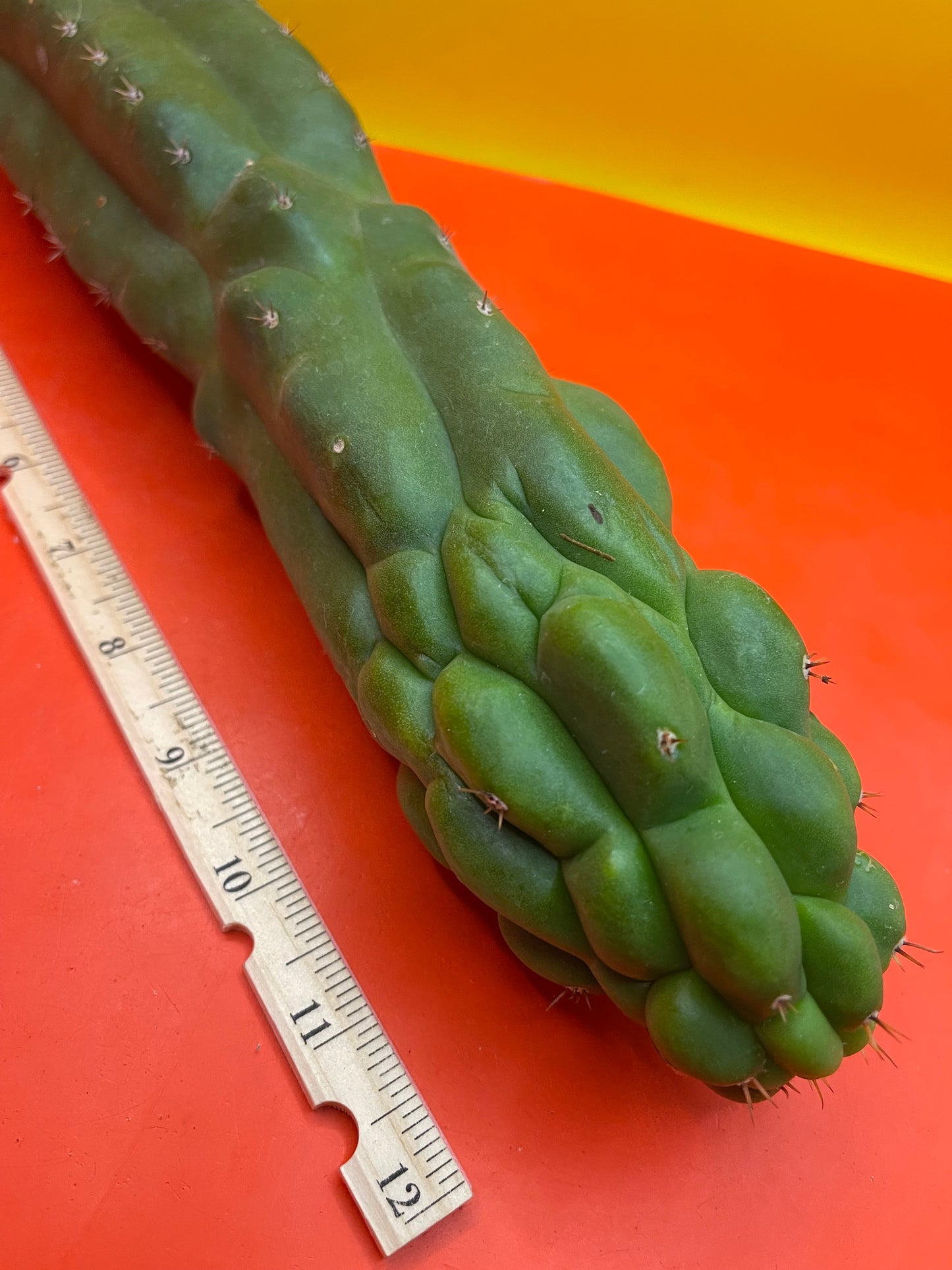 Monstrose San Pedro cactus - TPM !
