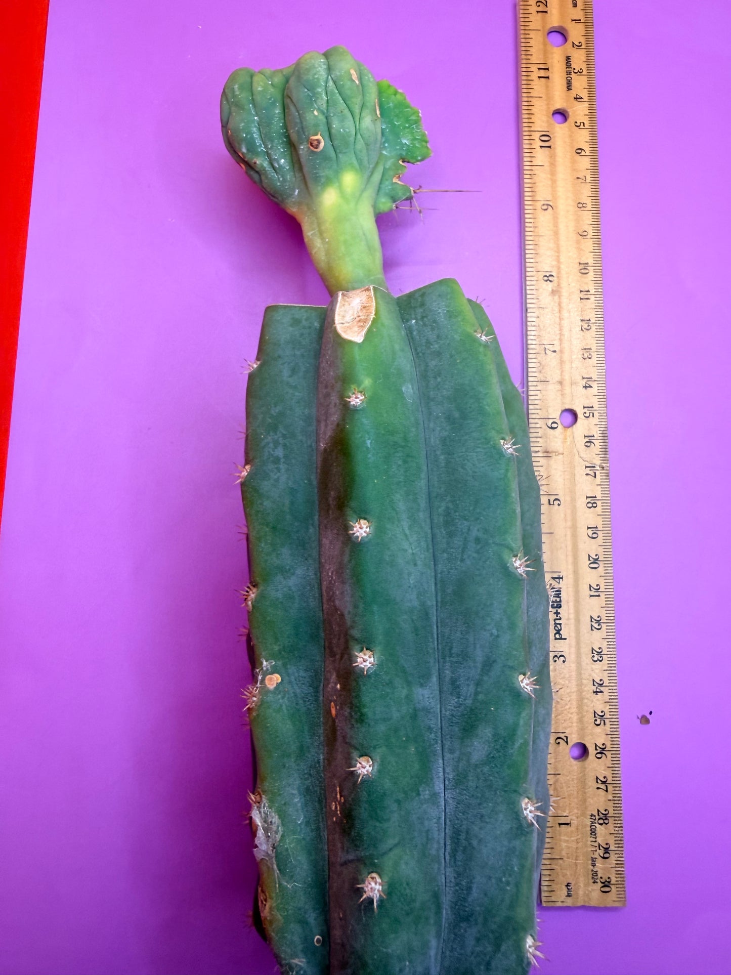 Crested TBM