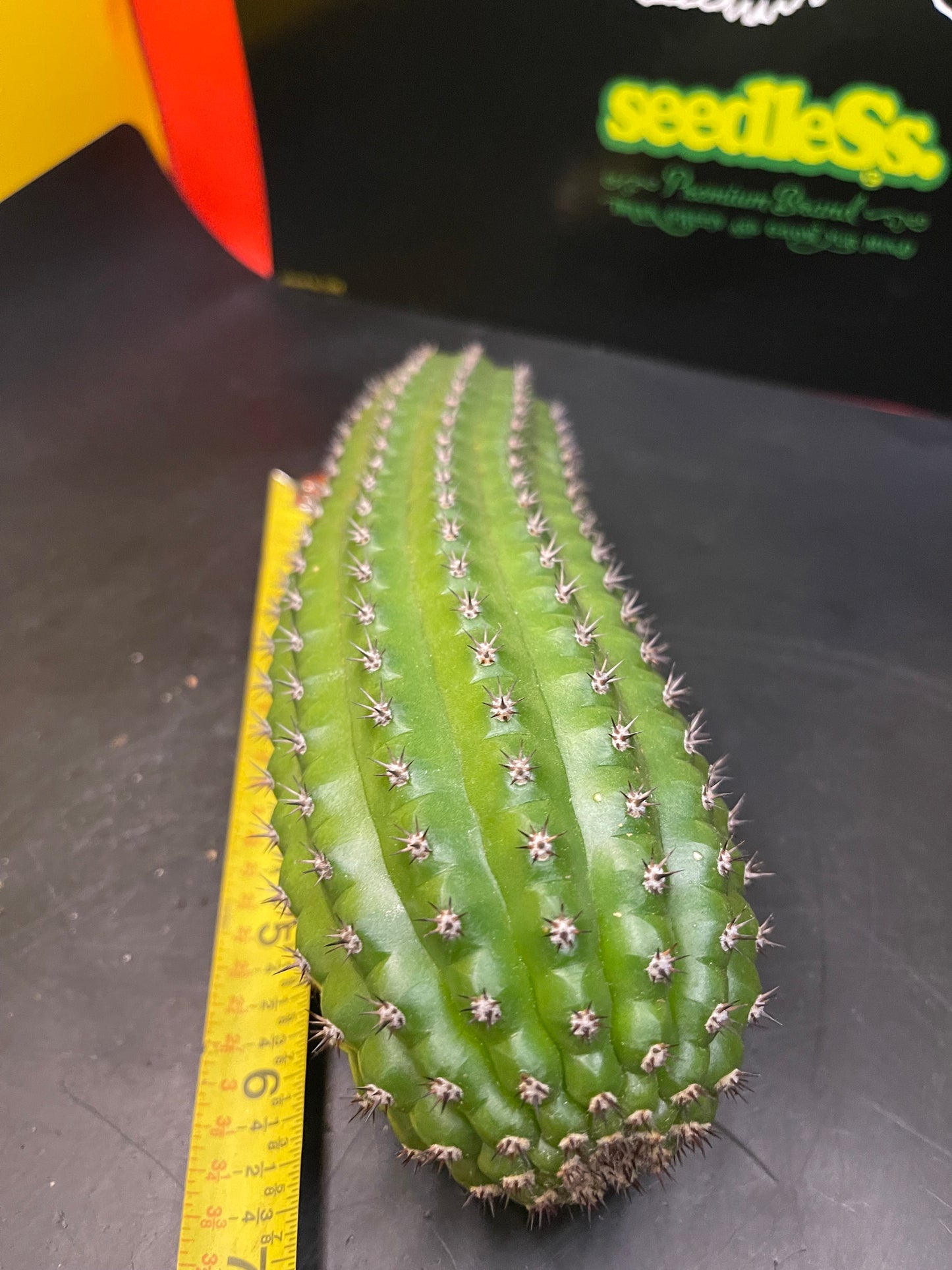 Trichocereus brevispinulosus