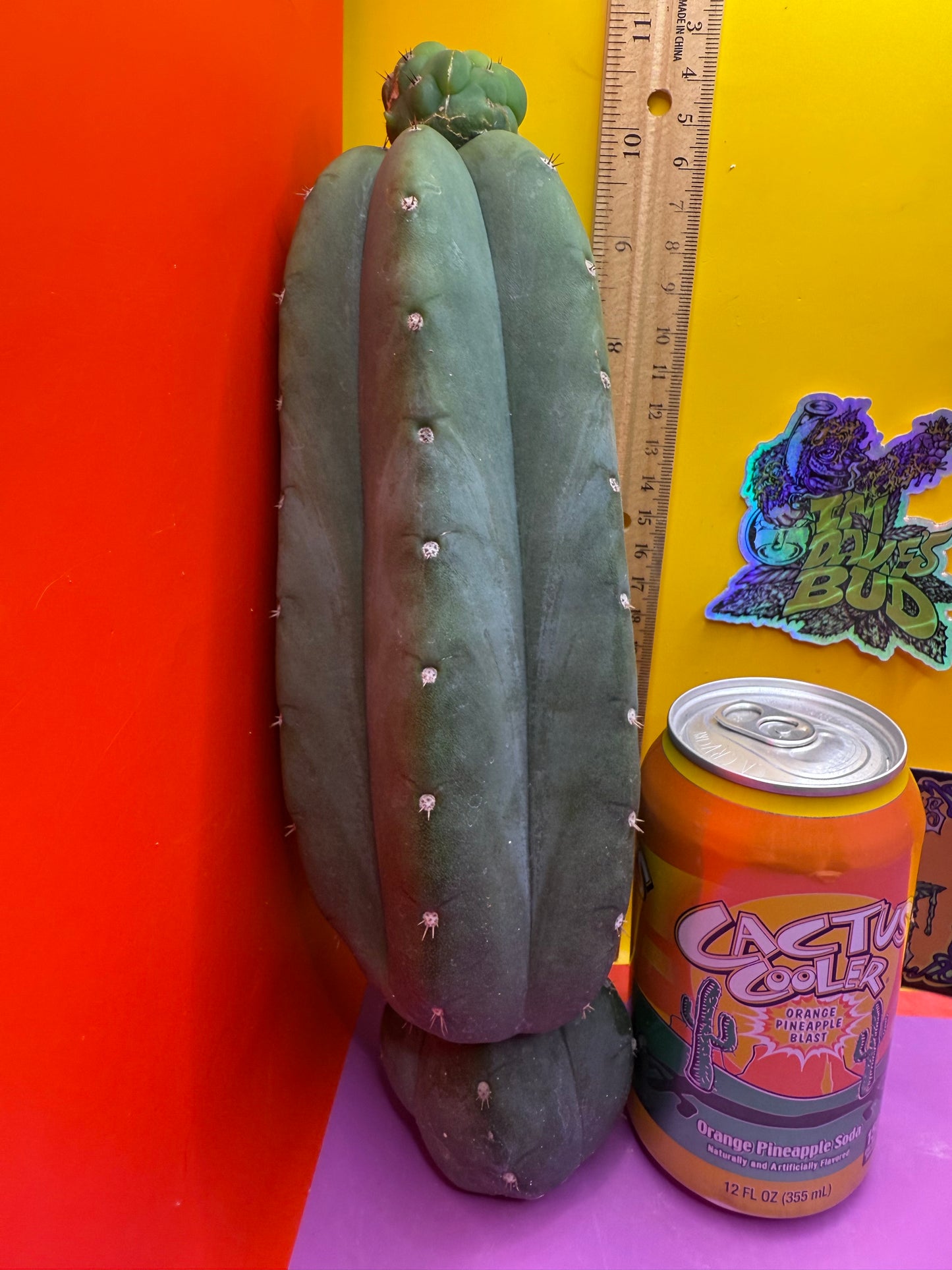 Cahuilla !
