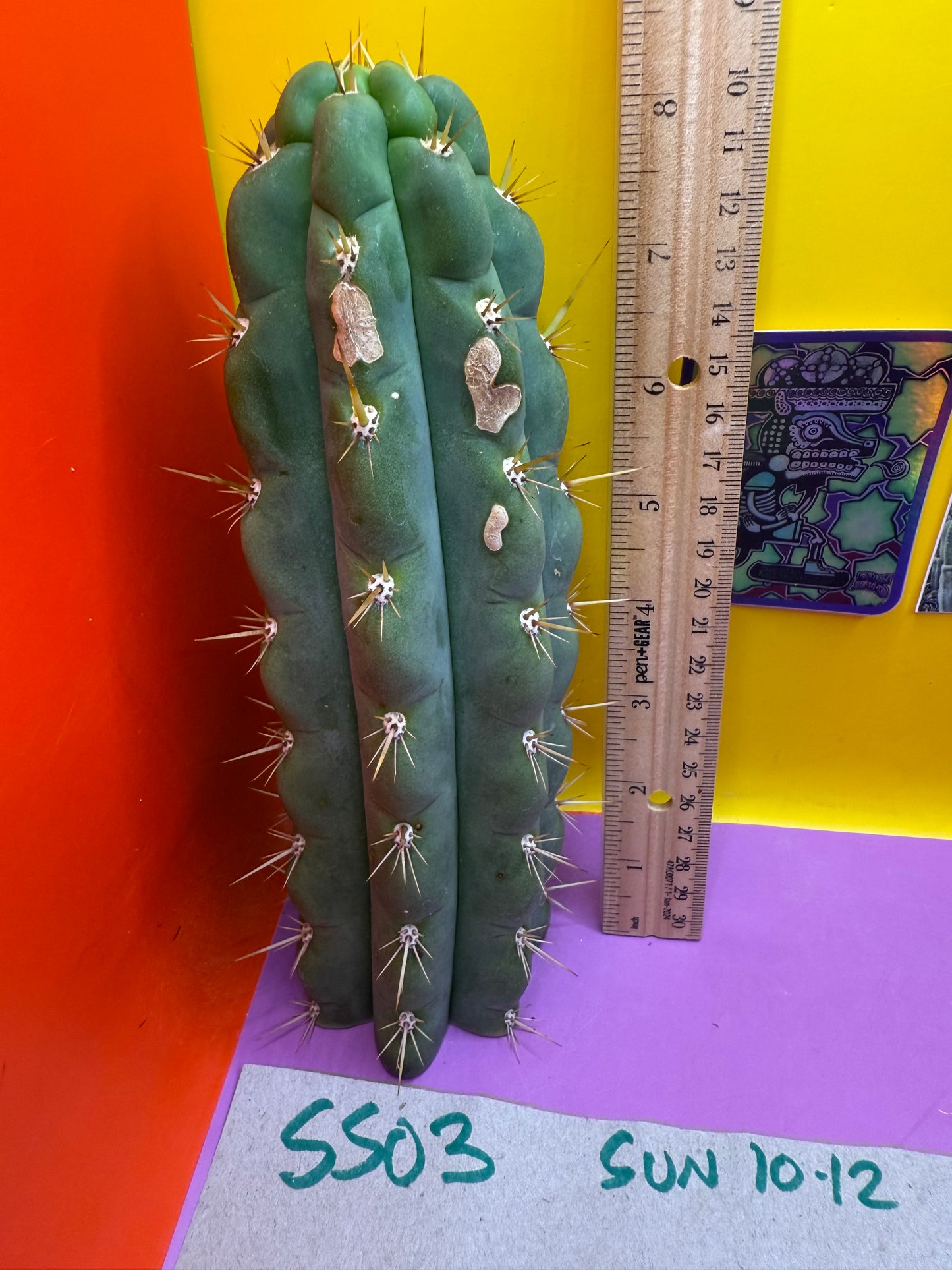 Ss03 cactus cutting