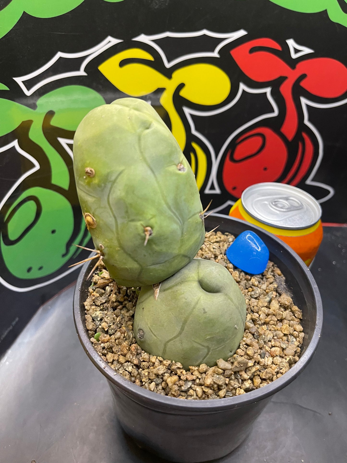 TBM - San Pedro cactus🌵