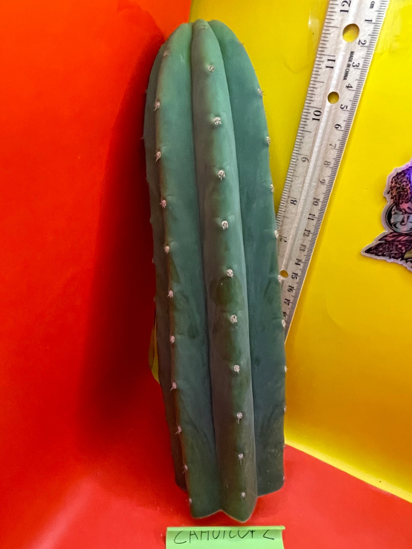 Cahuilla Cactus