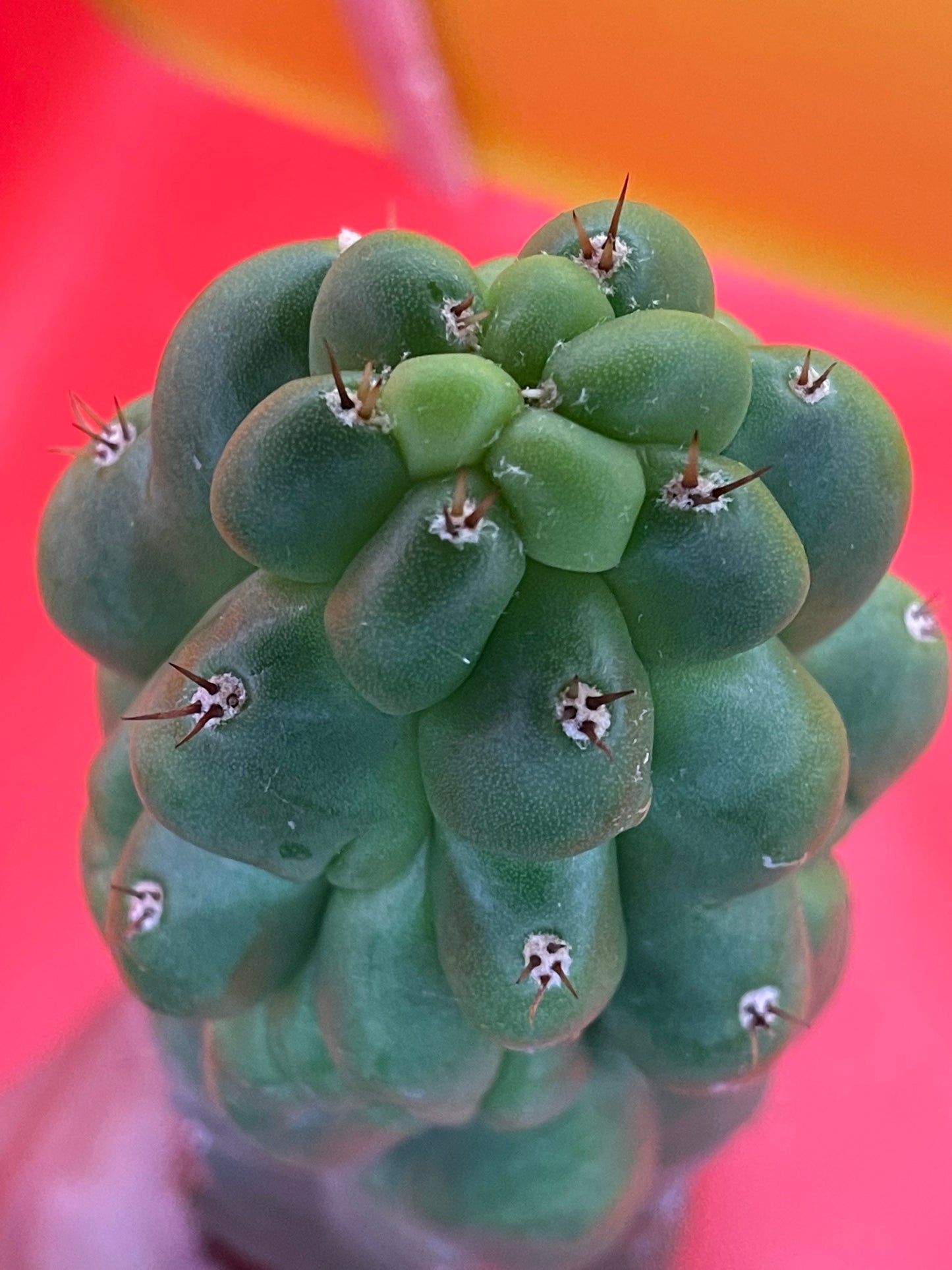 Monstrose San Pedro cactus - TPM !