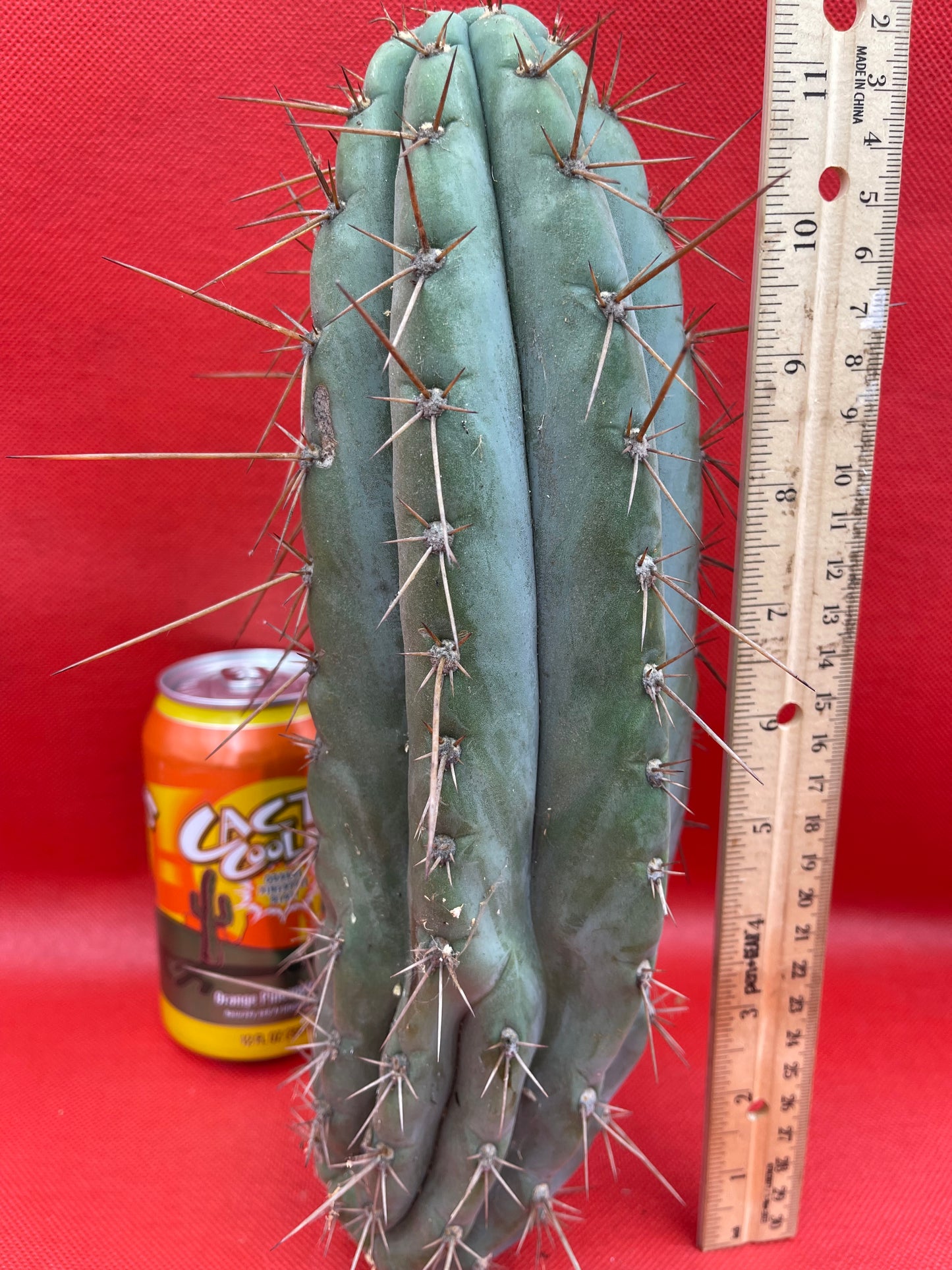 Trichocereus “Serra Blue”