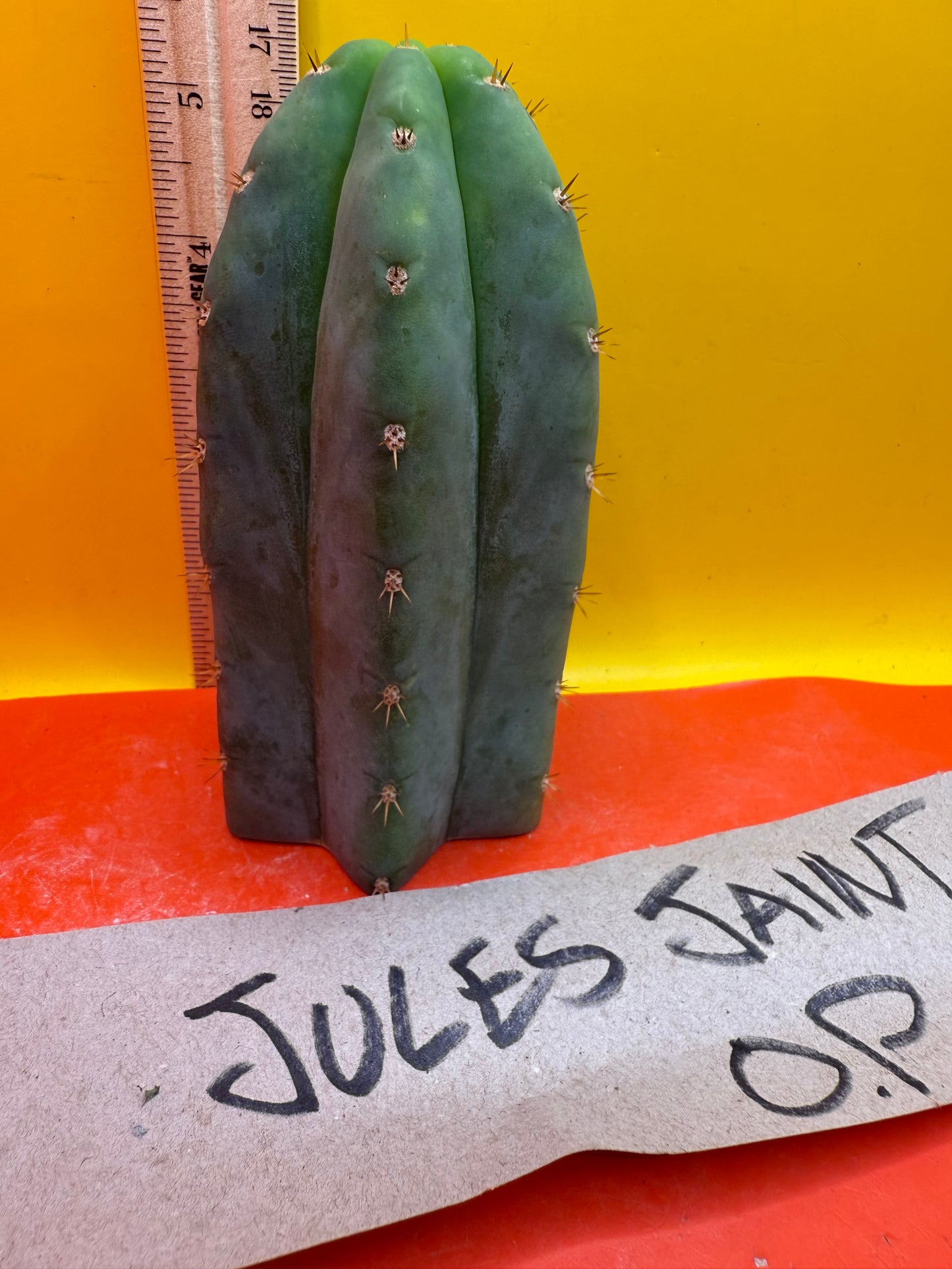 Jacks Juuls JJ O.P. “Type-A” Seed grown cactus cutting