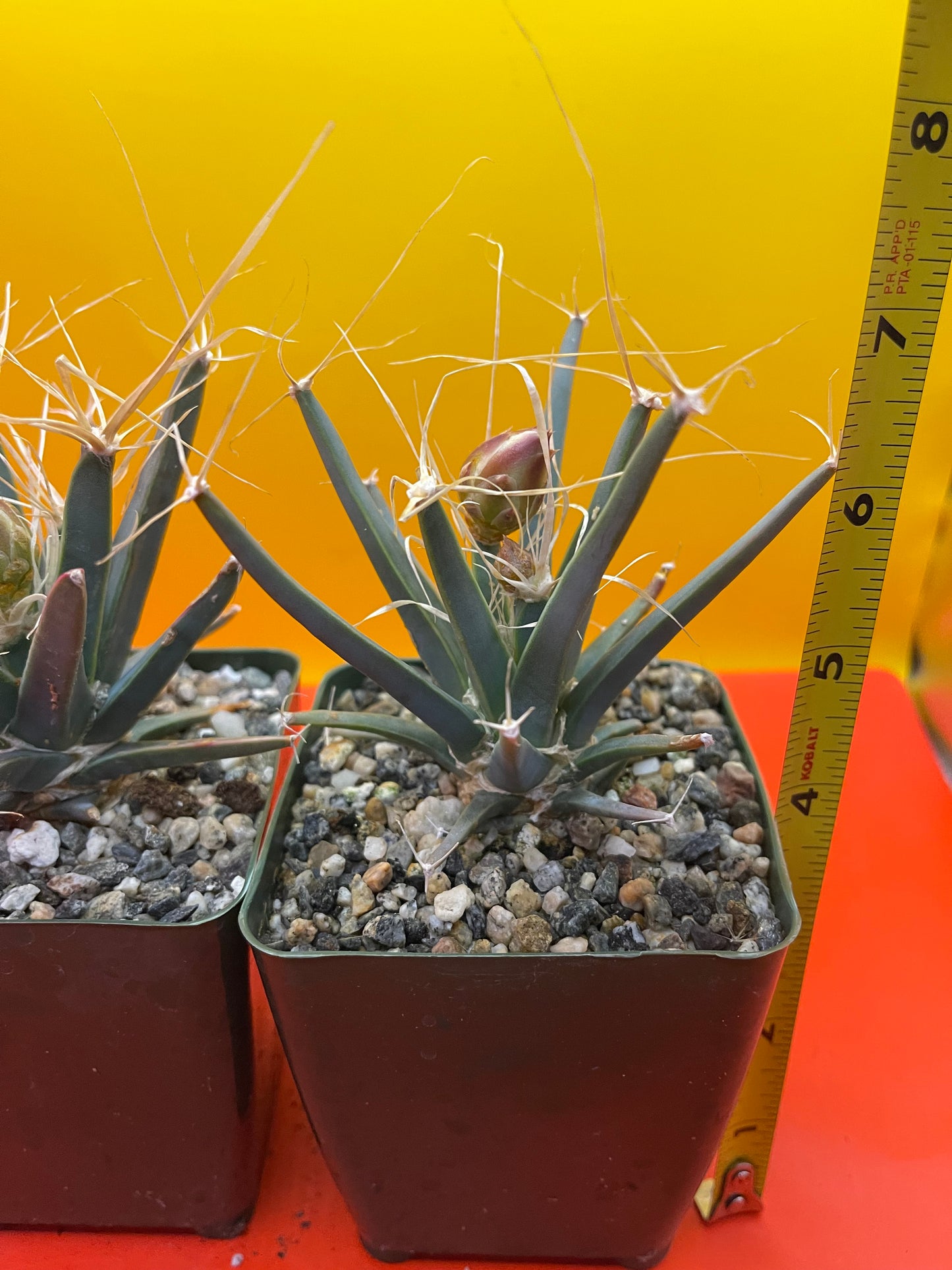 Leuchtenbergia principis with flower buds