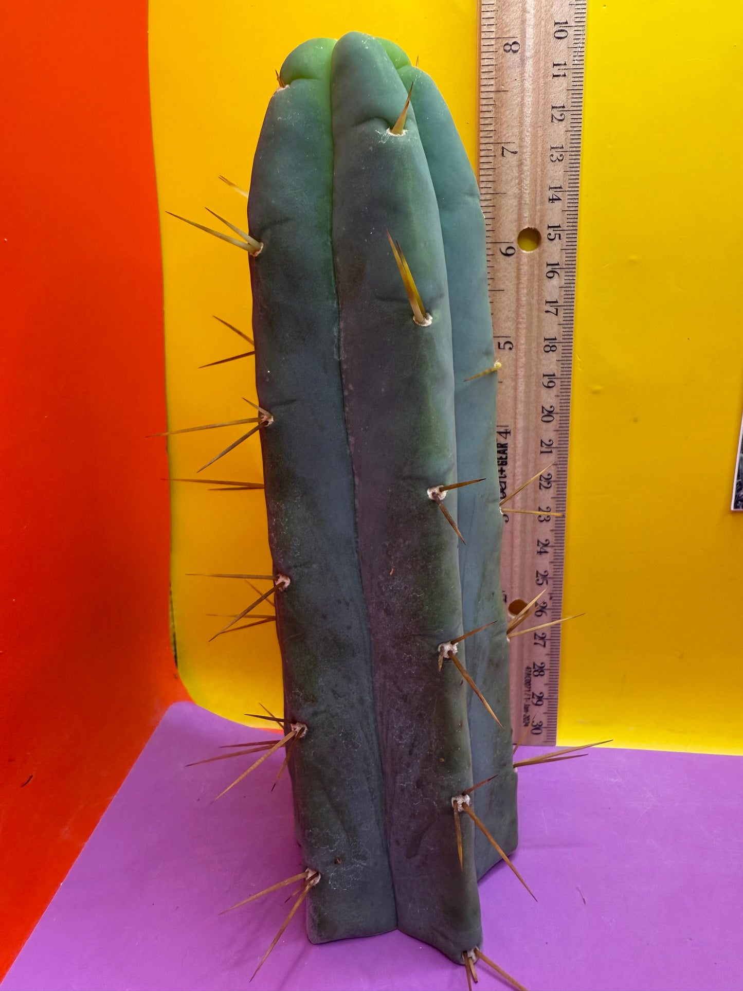 Trichocereus Bridgesii cutting of “DEL DIOS”