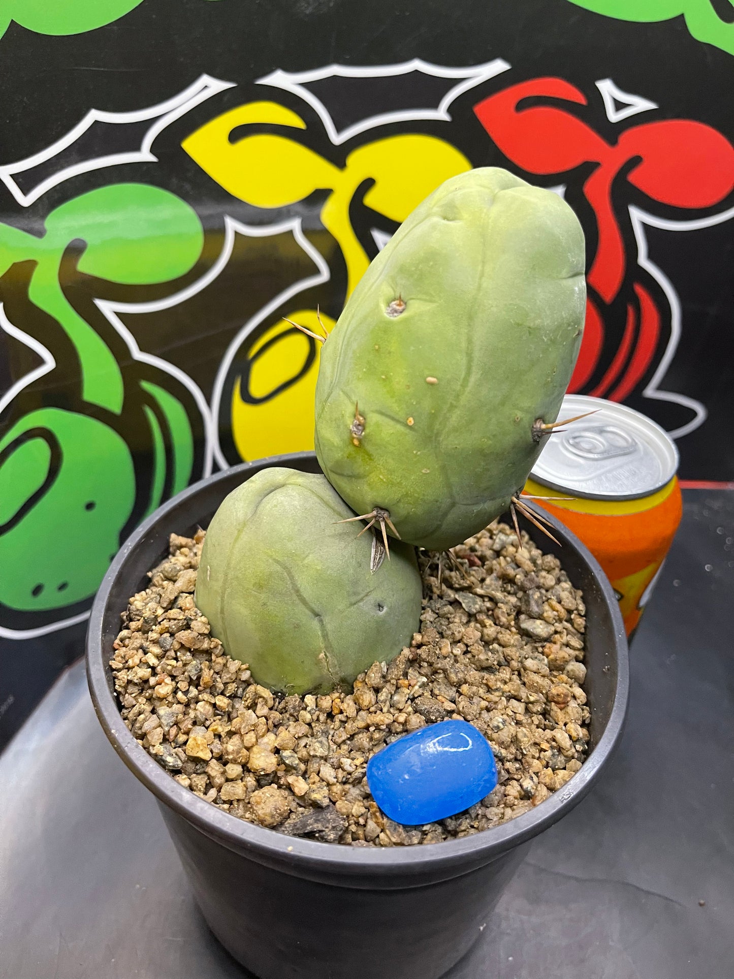 TBM - San Pedro cactus🌵