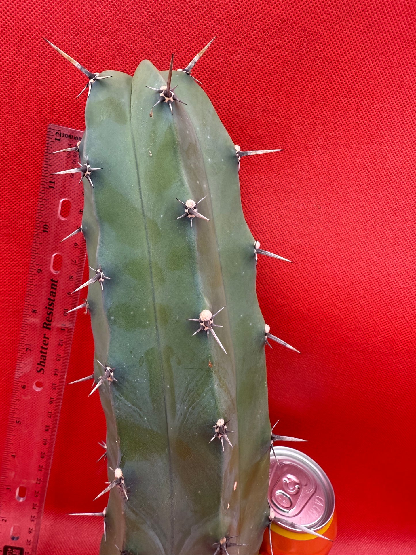 Myrtillocactus geometrizans