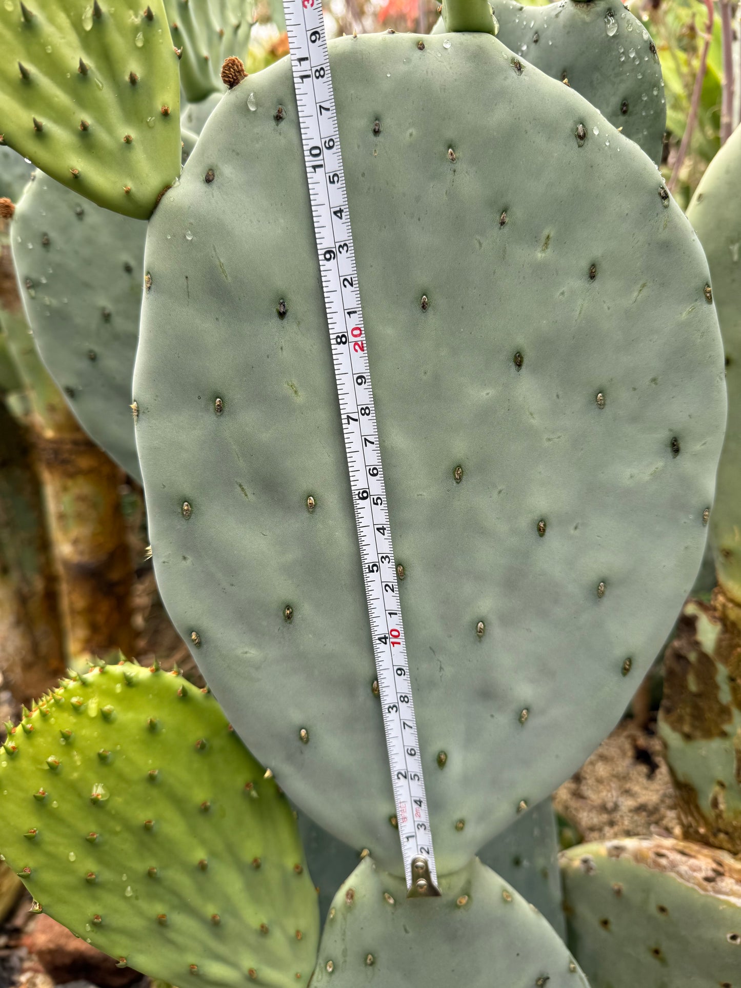 Spineless Opuntia