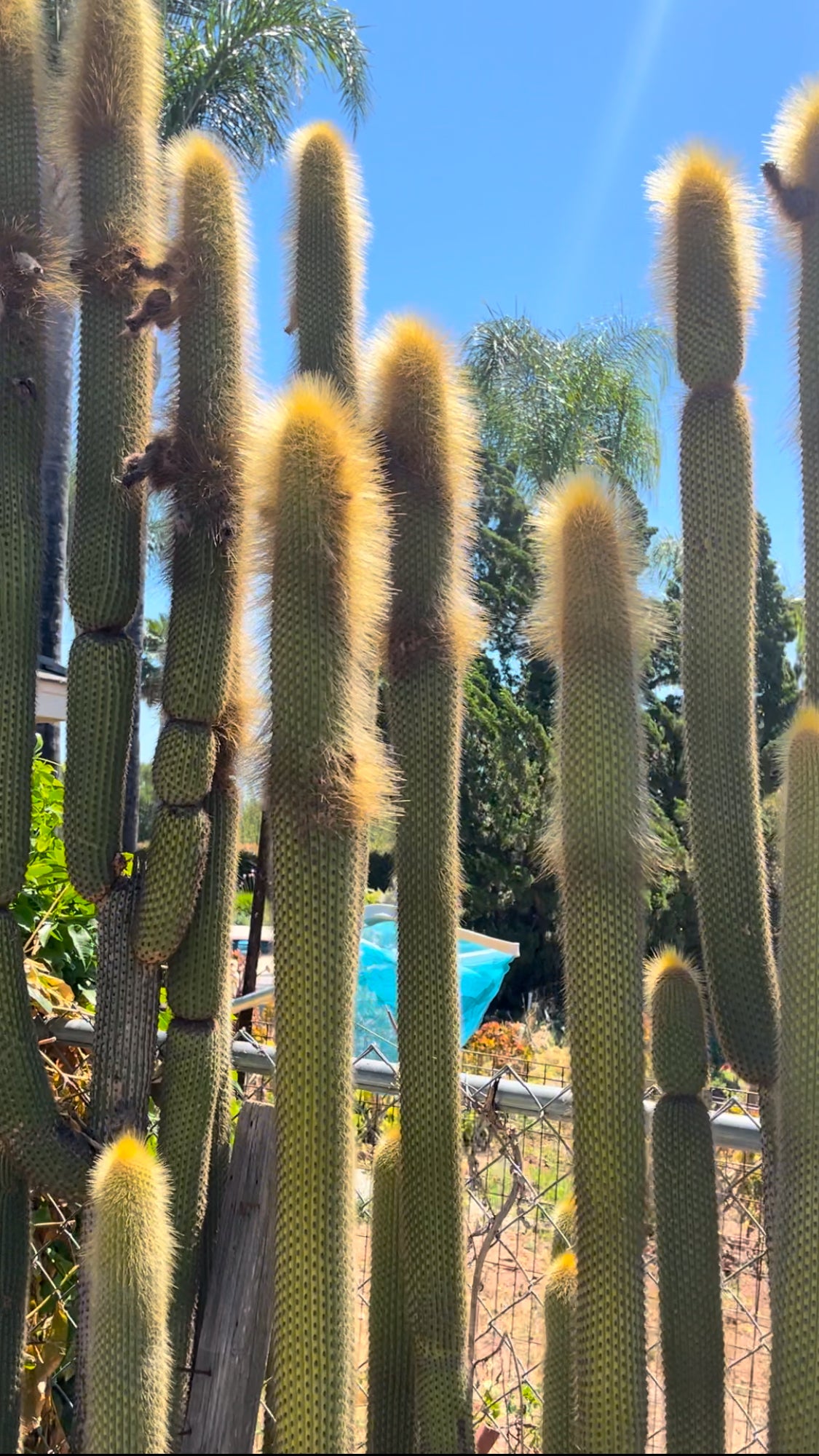 Weberbauerocereus johnsonii seeds