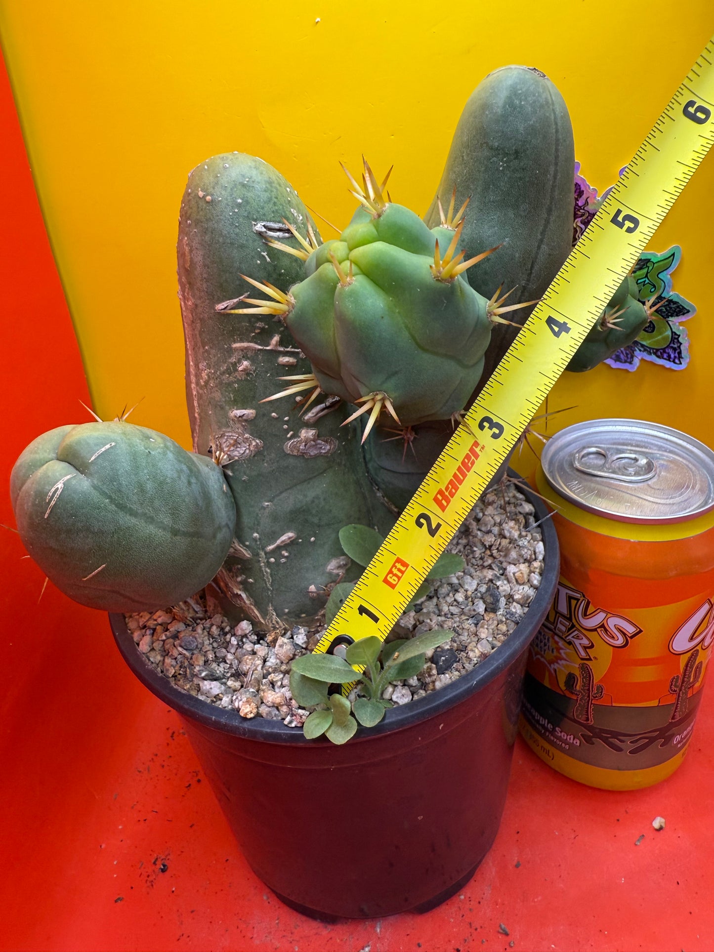Exact cactus !