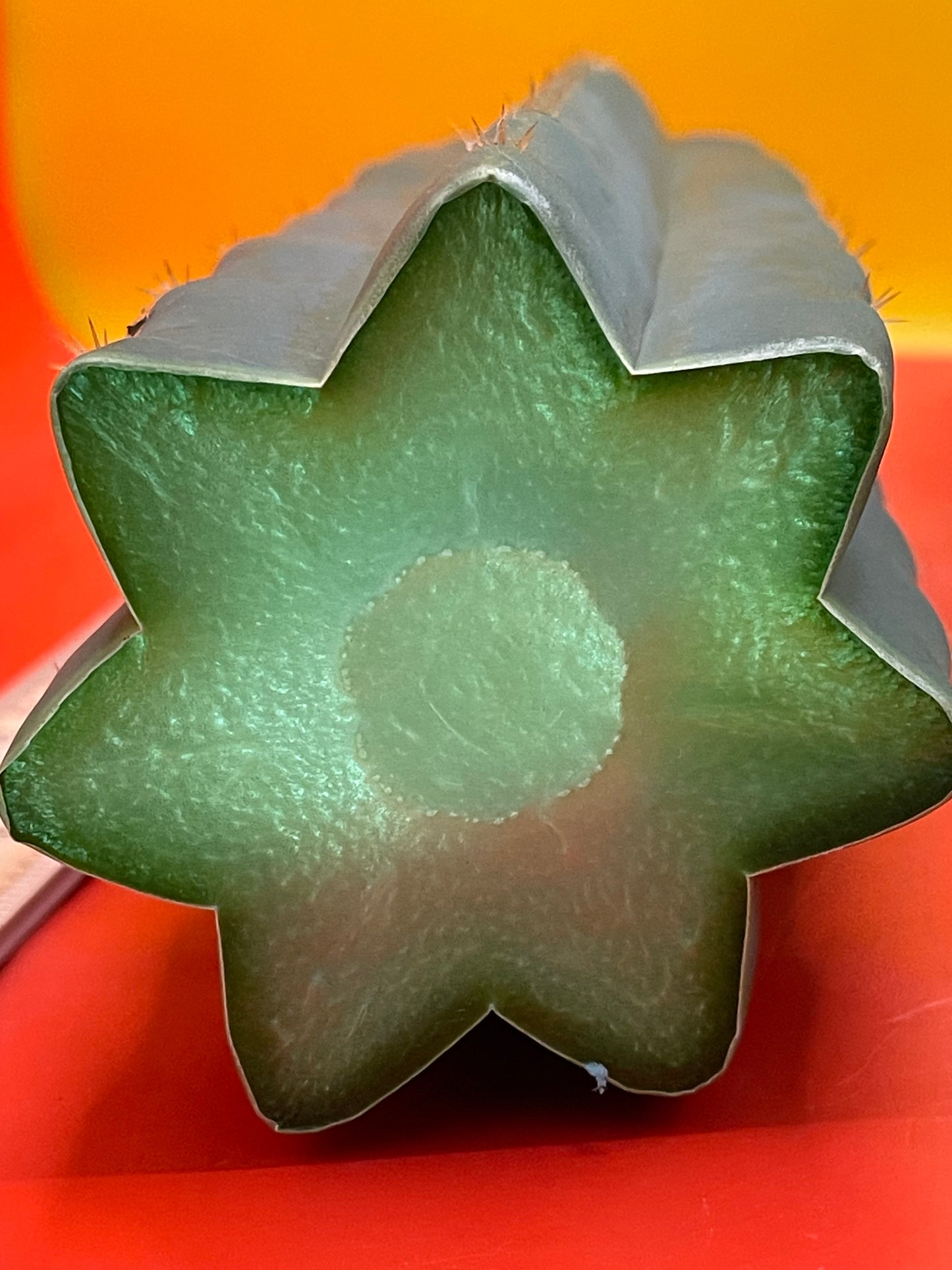 Fresh cut San Pedro Cactus !